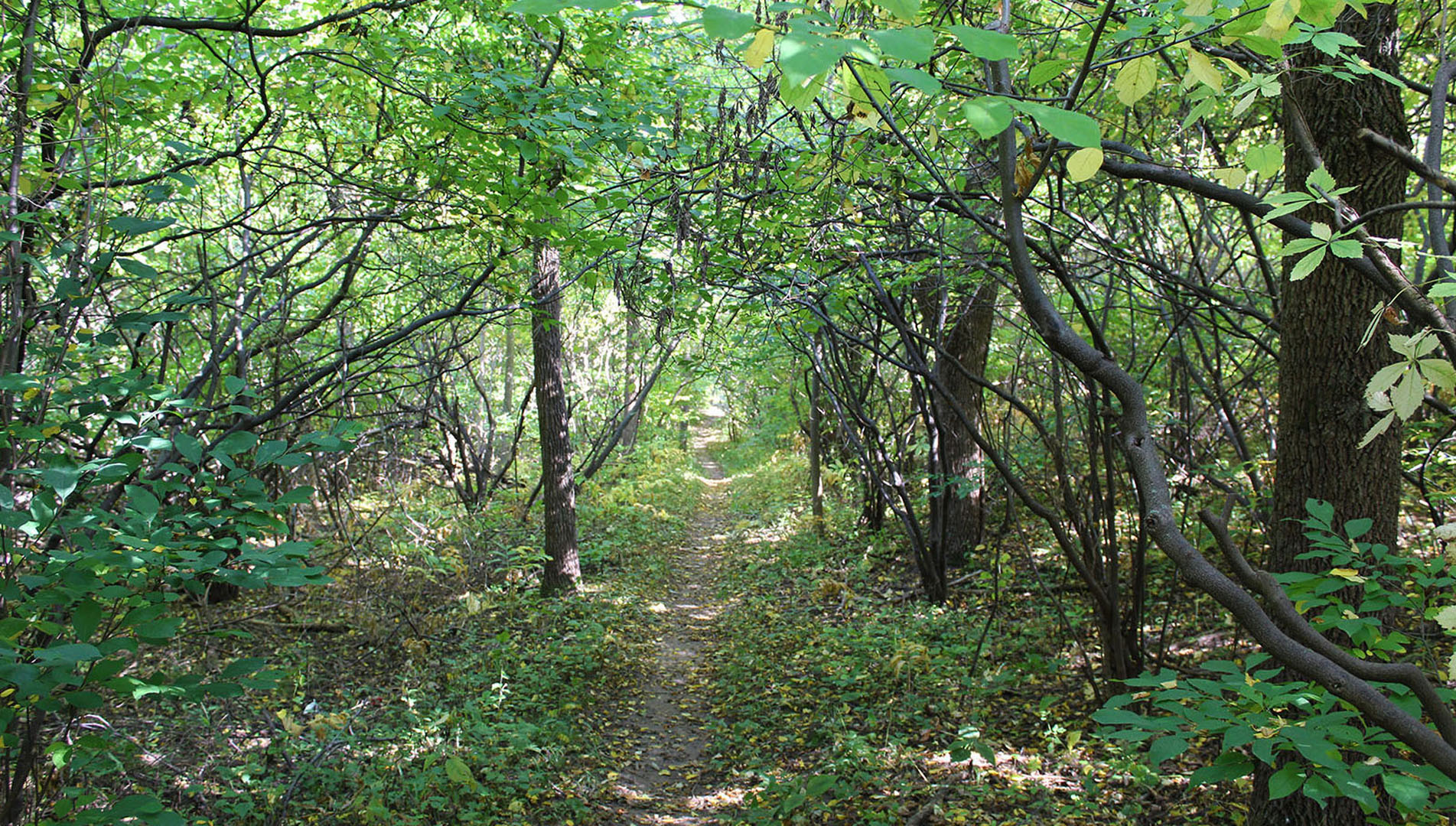 Forest in Niagara region