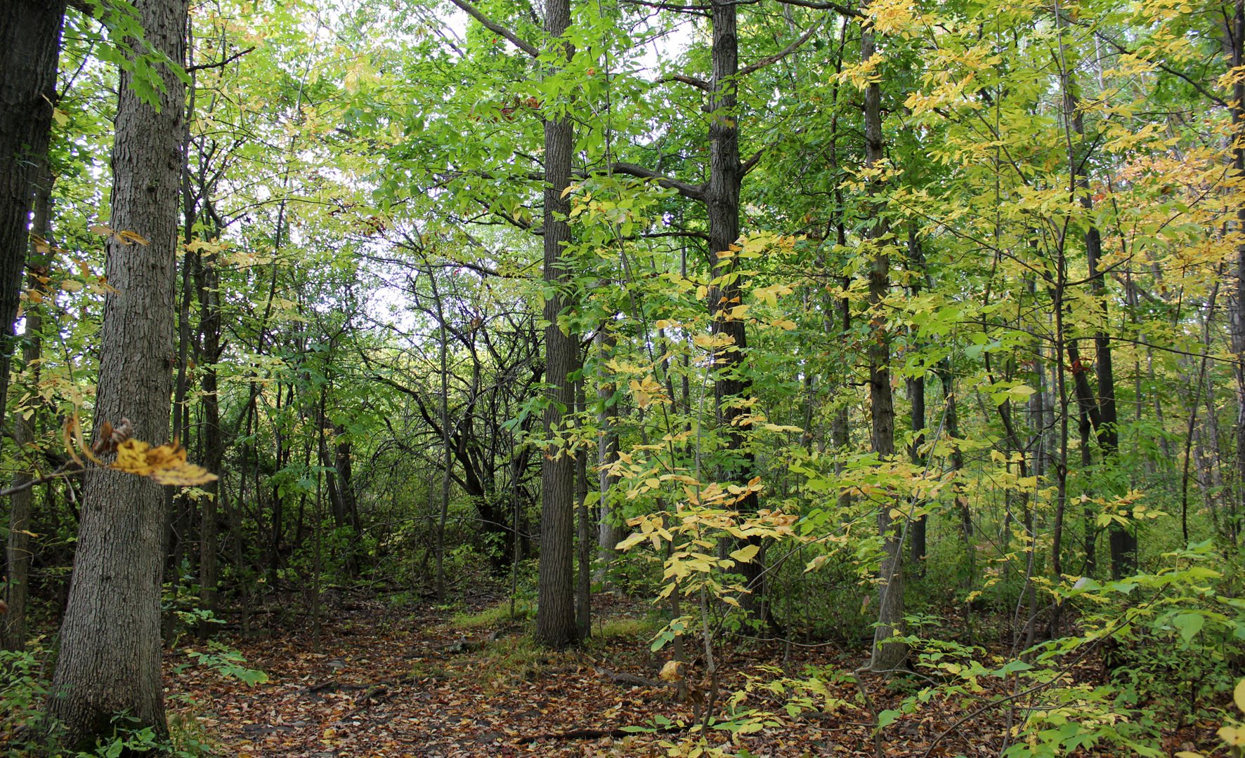 The forest in the Bruce Trail Niagara region