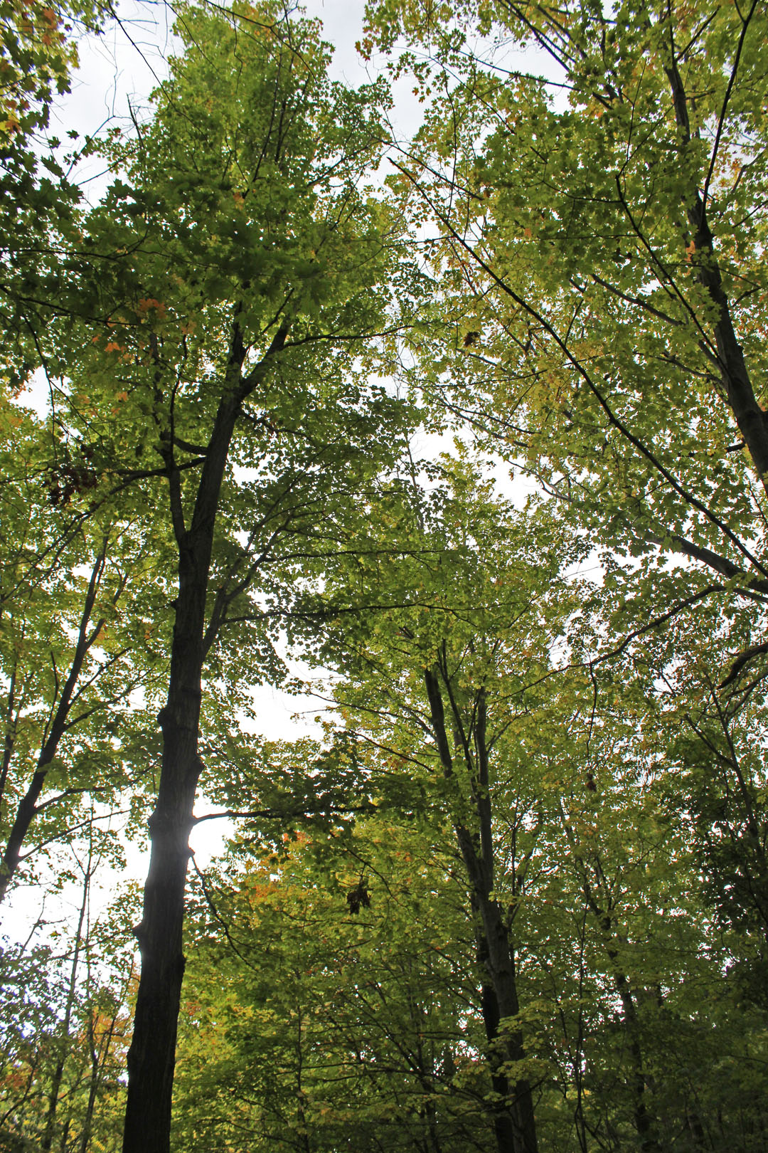 Hiking the Bruce Trail in Niagara region