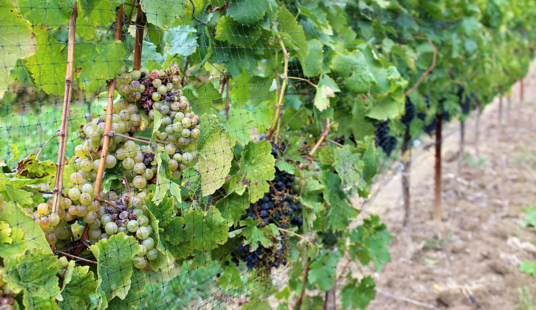 Hiking in Niagara Wine Country