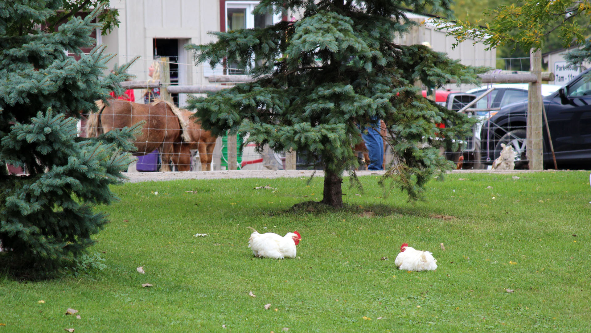 Chickens on the Bruce Trail