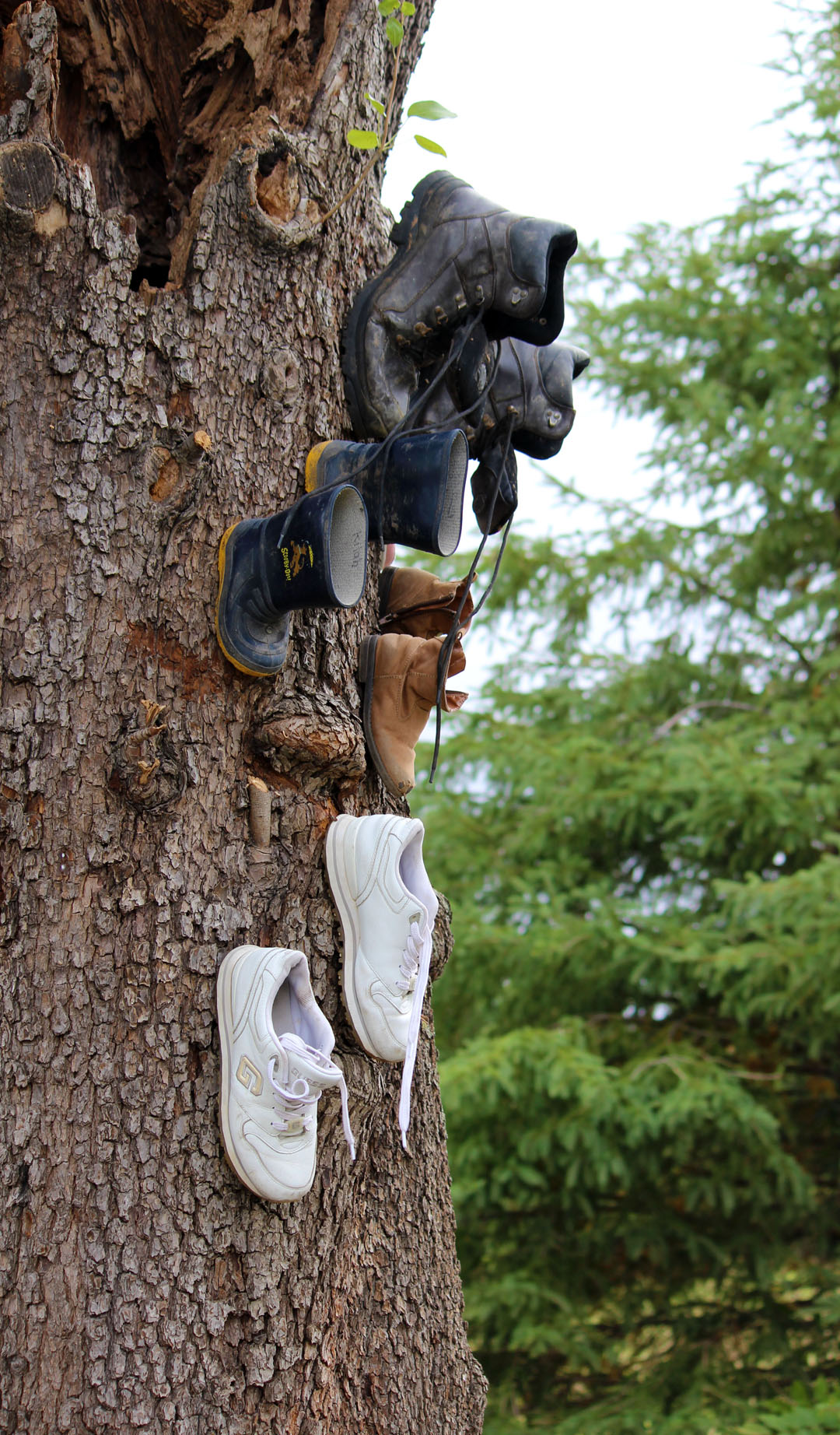 Shoe Tree on the Bruce Trail
