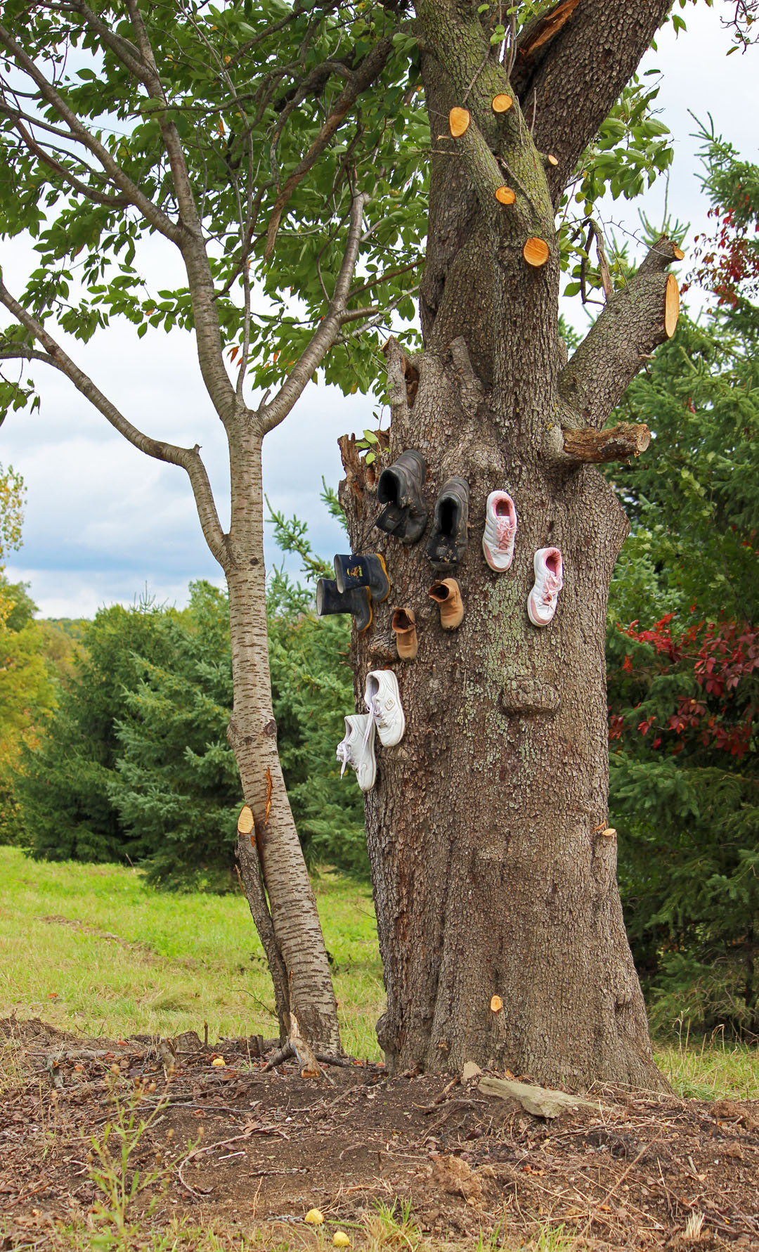 Shoe Tree on the Bruce Trail