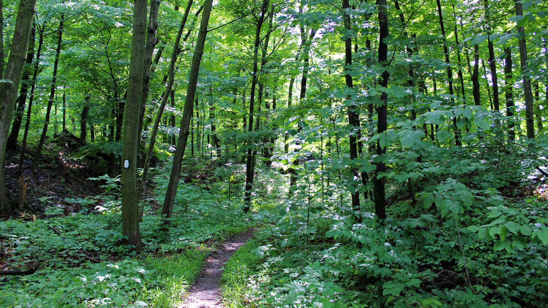 Hiking through the forest