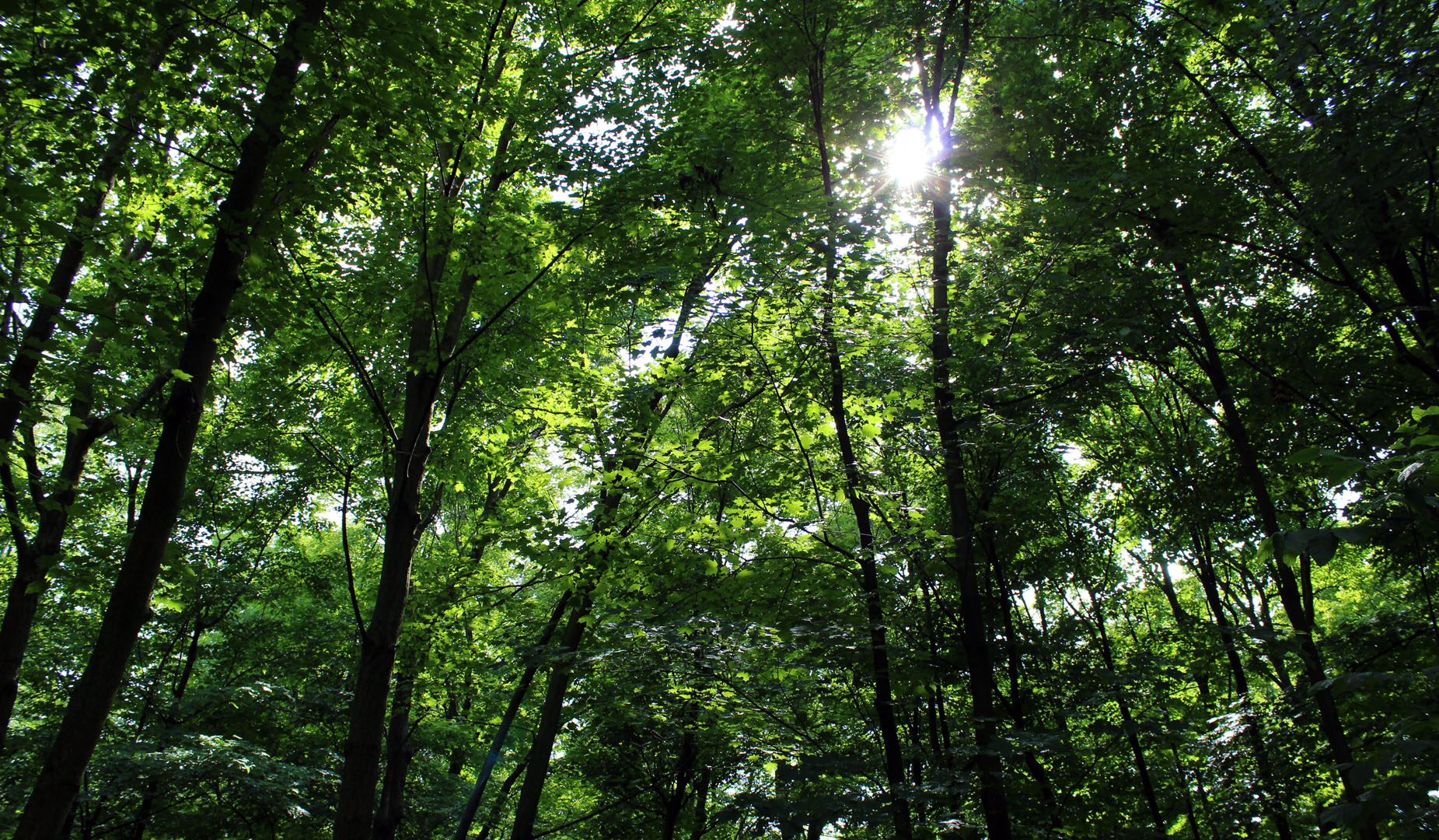 Sun coming through the trees