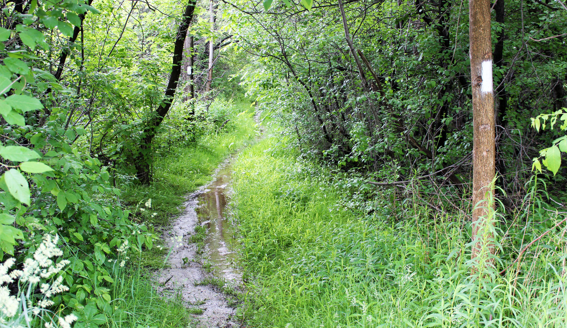 A very muddy trail