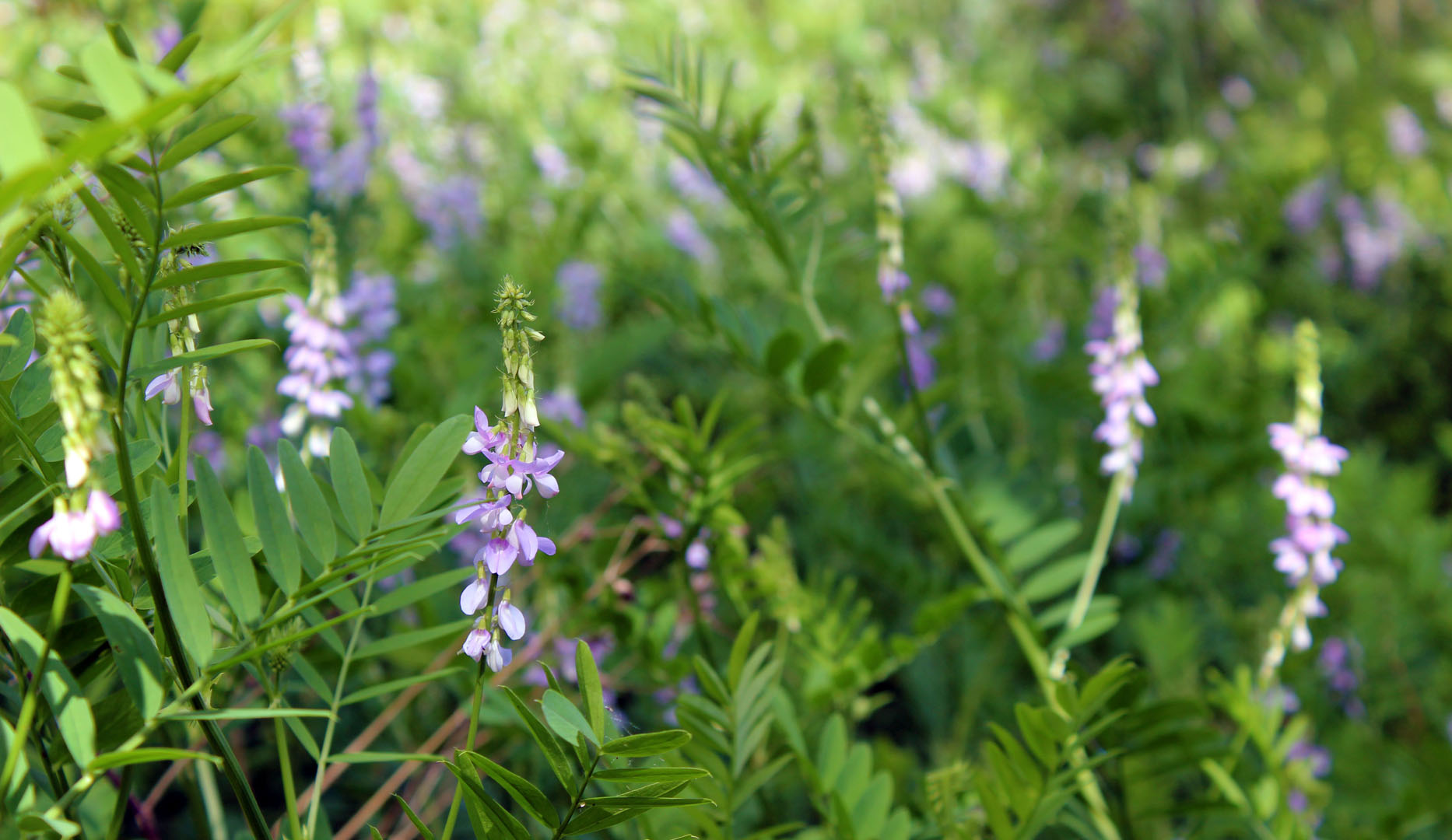 Wildflowers