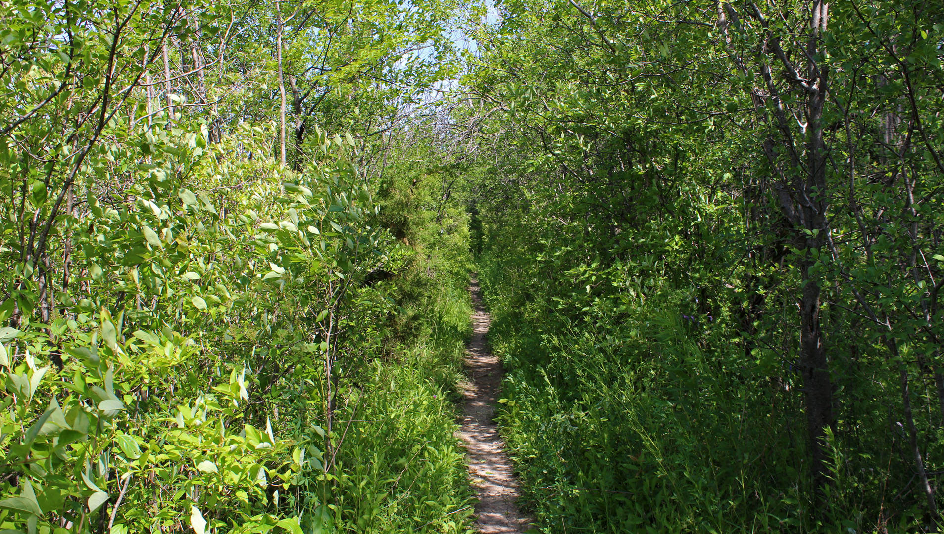Bruce Trail in Niagara