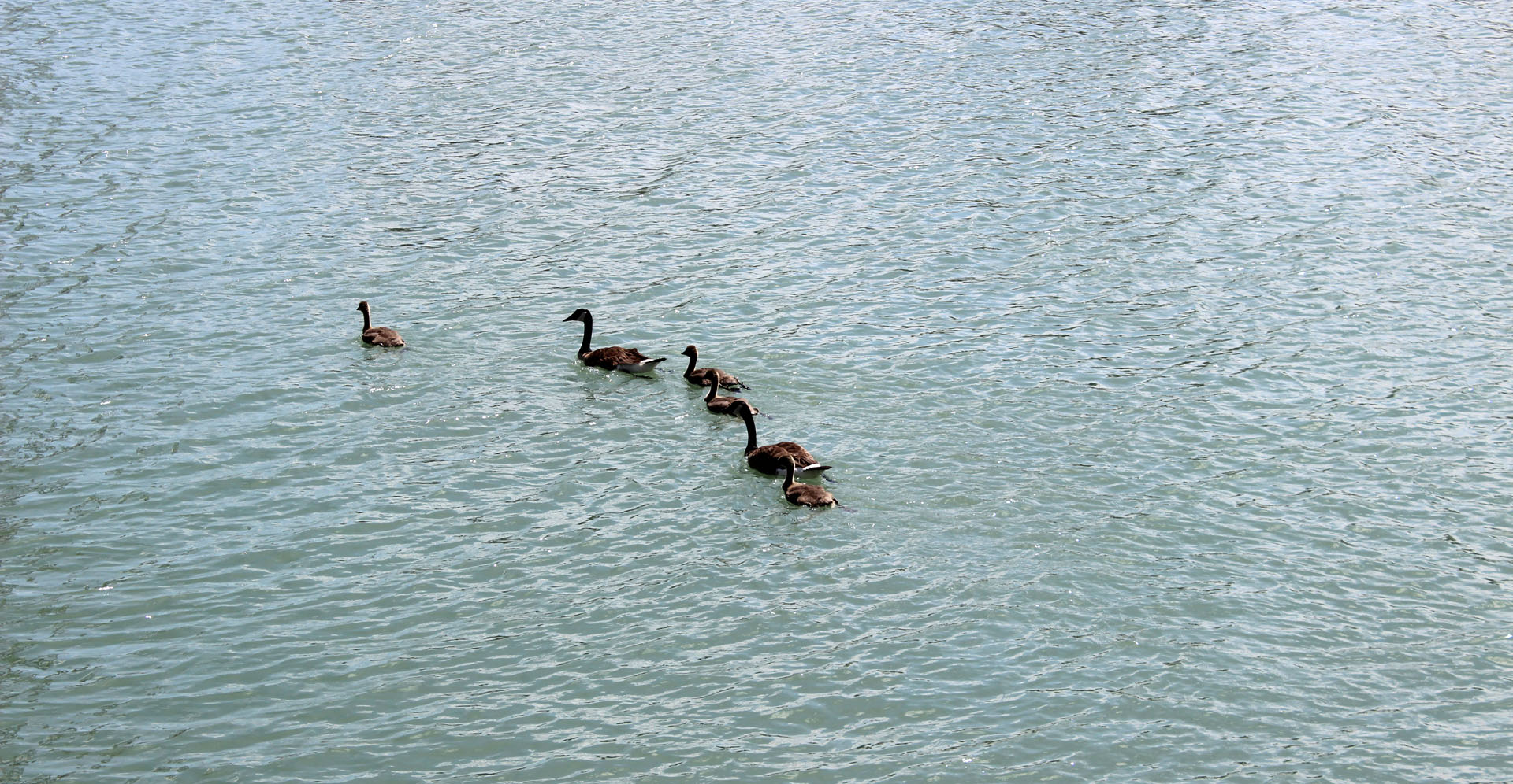 Canada geese