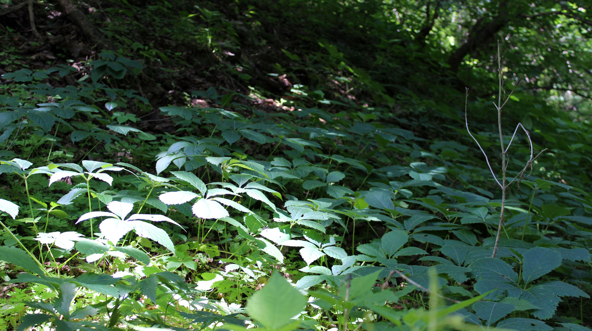 Greenery