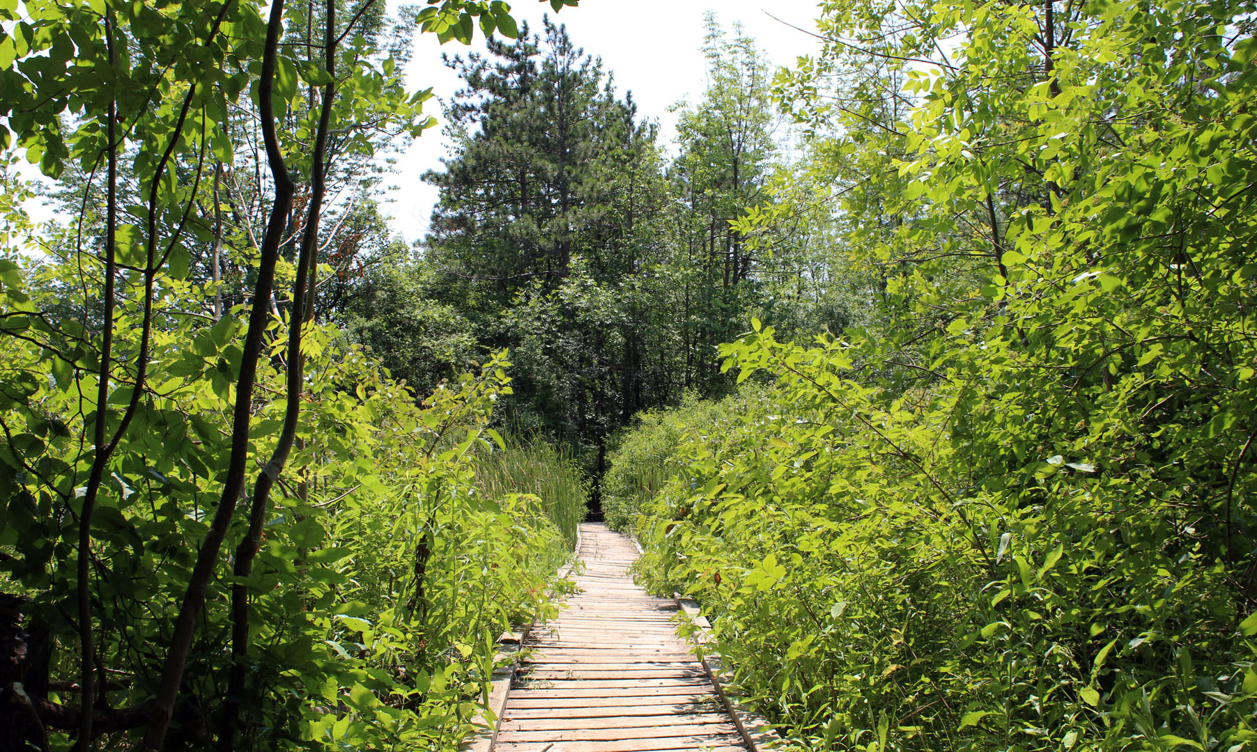 Bruce Trail at Brock University Campus