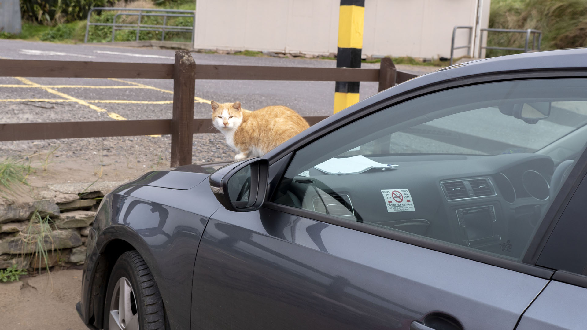 2017-Dingle015 Cat on our rental car