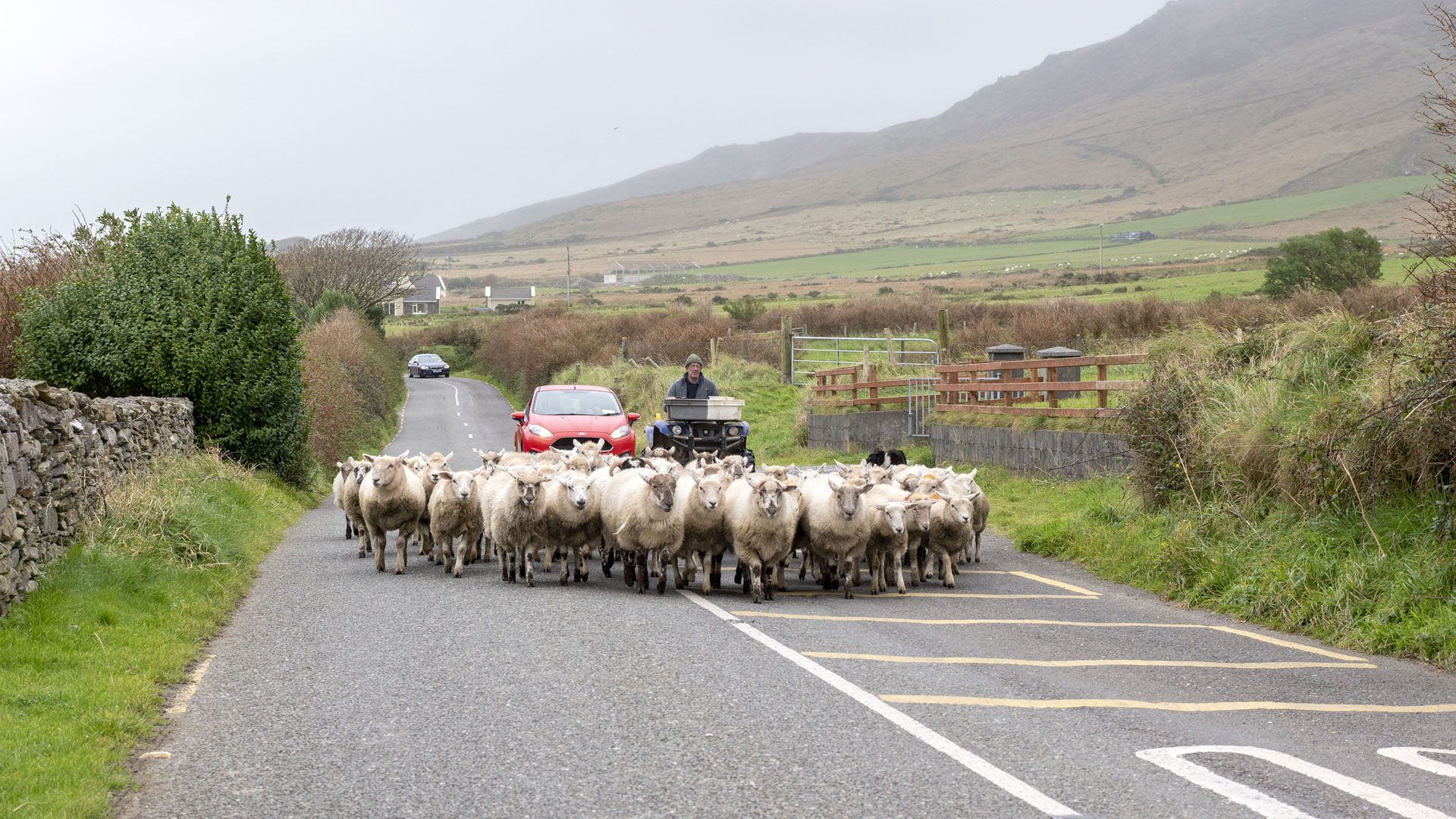 2017-Dingle048 Sheep roadblock in Ireland