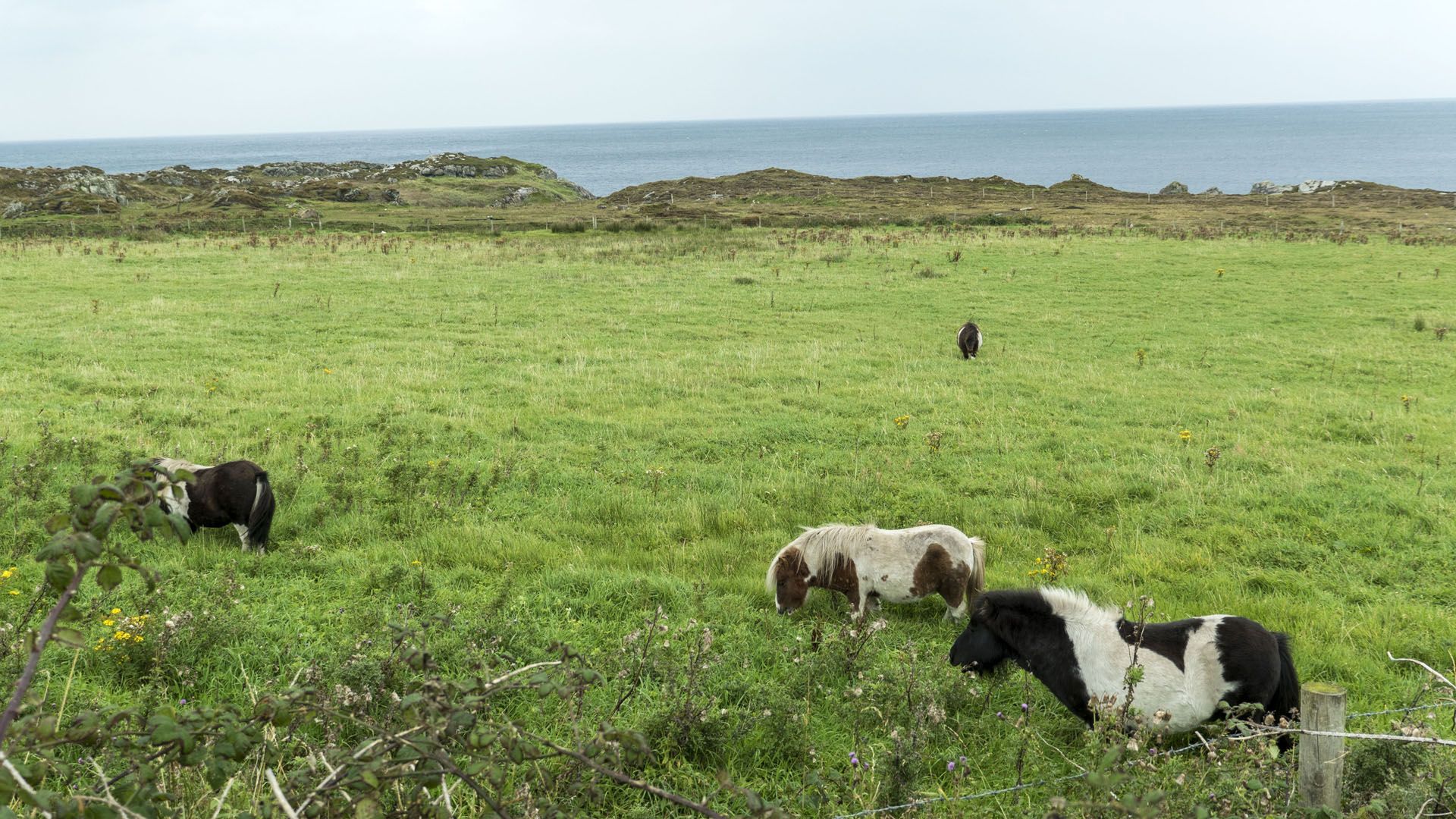 2017-MalinHead001 Miniature horses near Malin Head