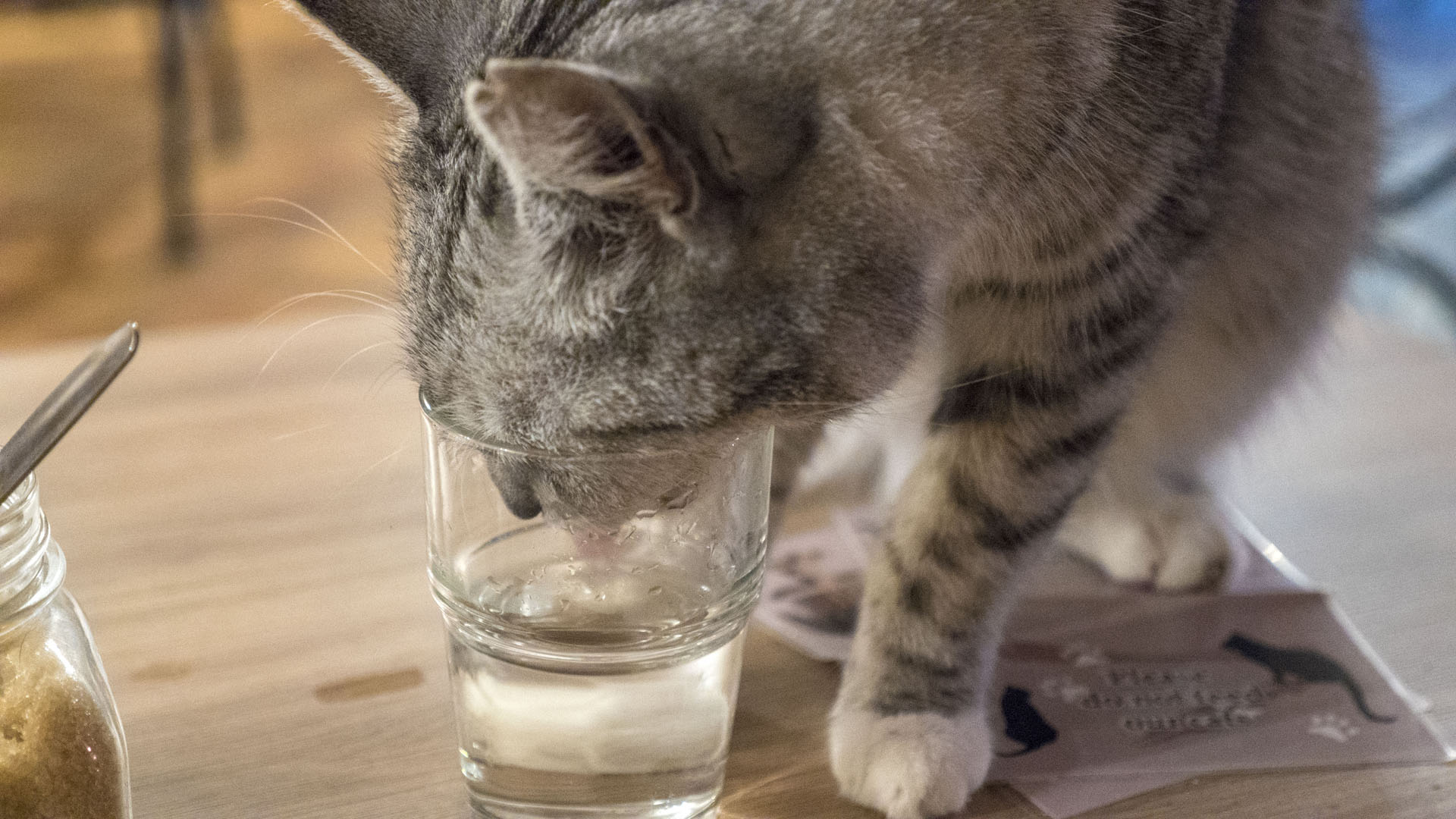 2017-Prague101 Kavarna Kocici: Cat Cafe in Prague