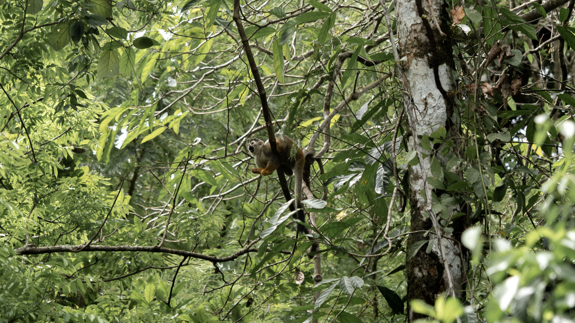 2023-ManuelAntonio001 Squirrel monkey