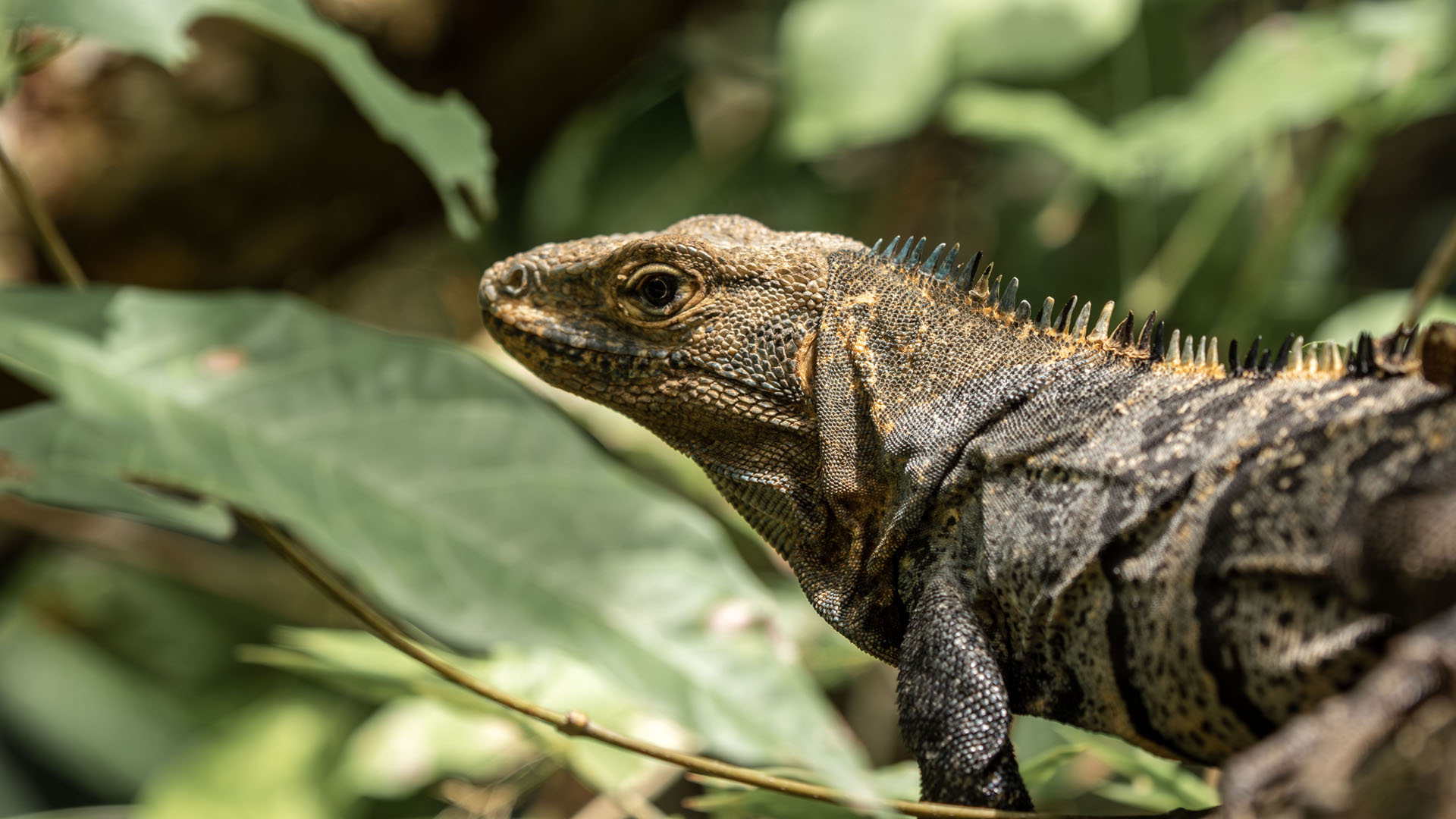 2023-ManuelAntonio004 Iguana