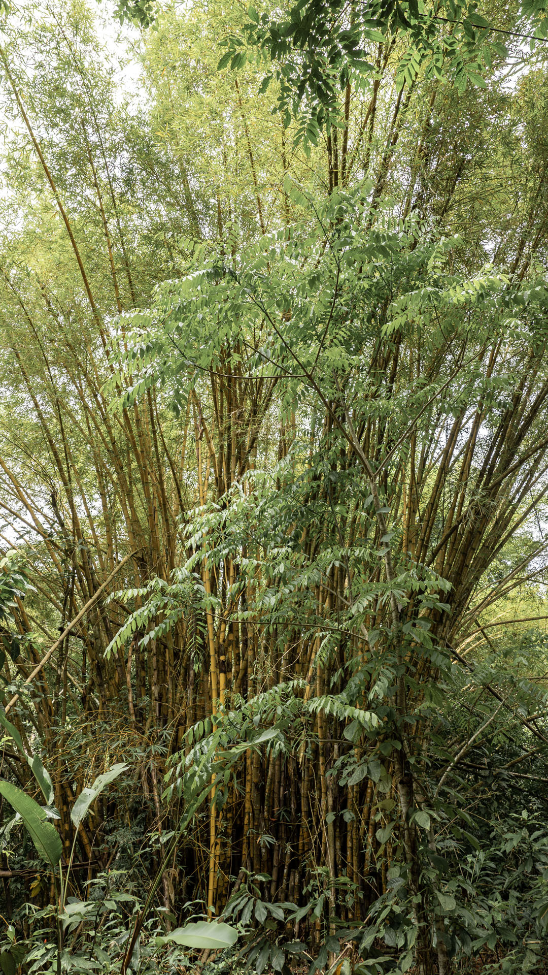2023-ManuelAntonio007 Bamboo at Manuel Antonio