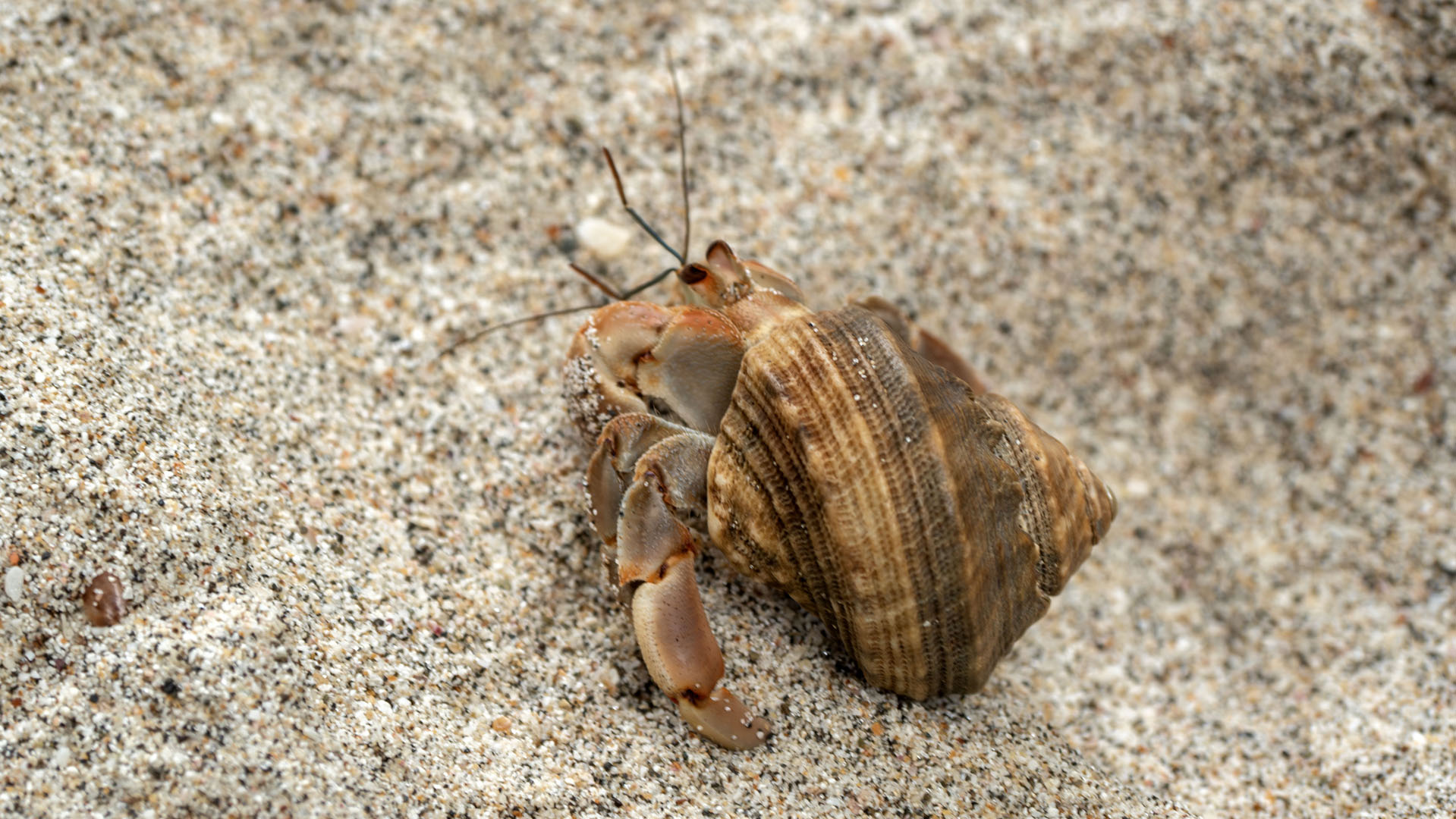 2023-ManuelAntonio018 Crab