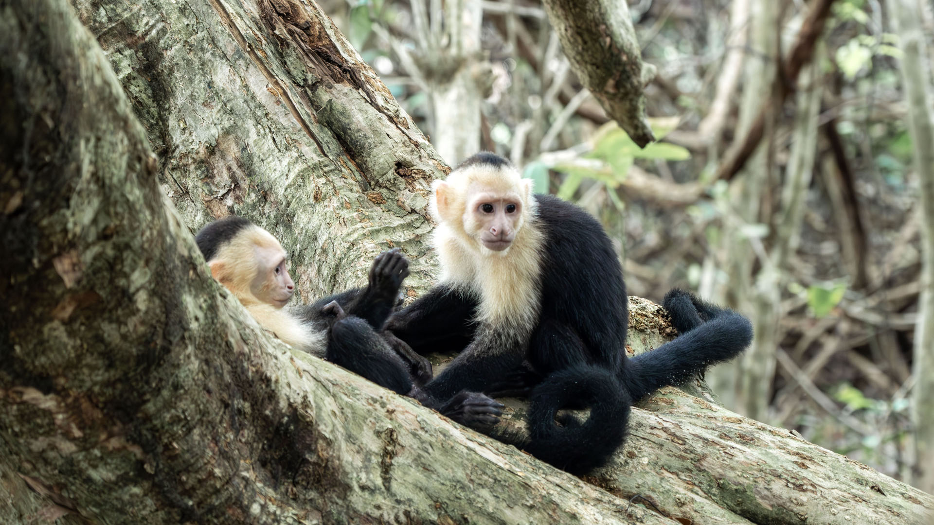 2023-ManuelAntonio019 Capuchin monkeys