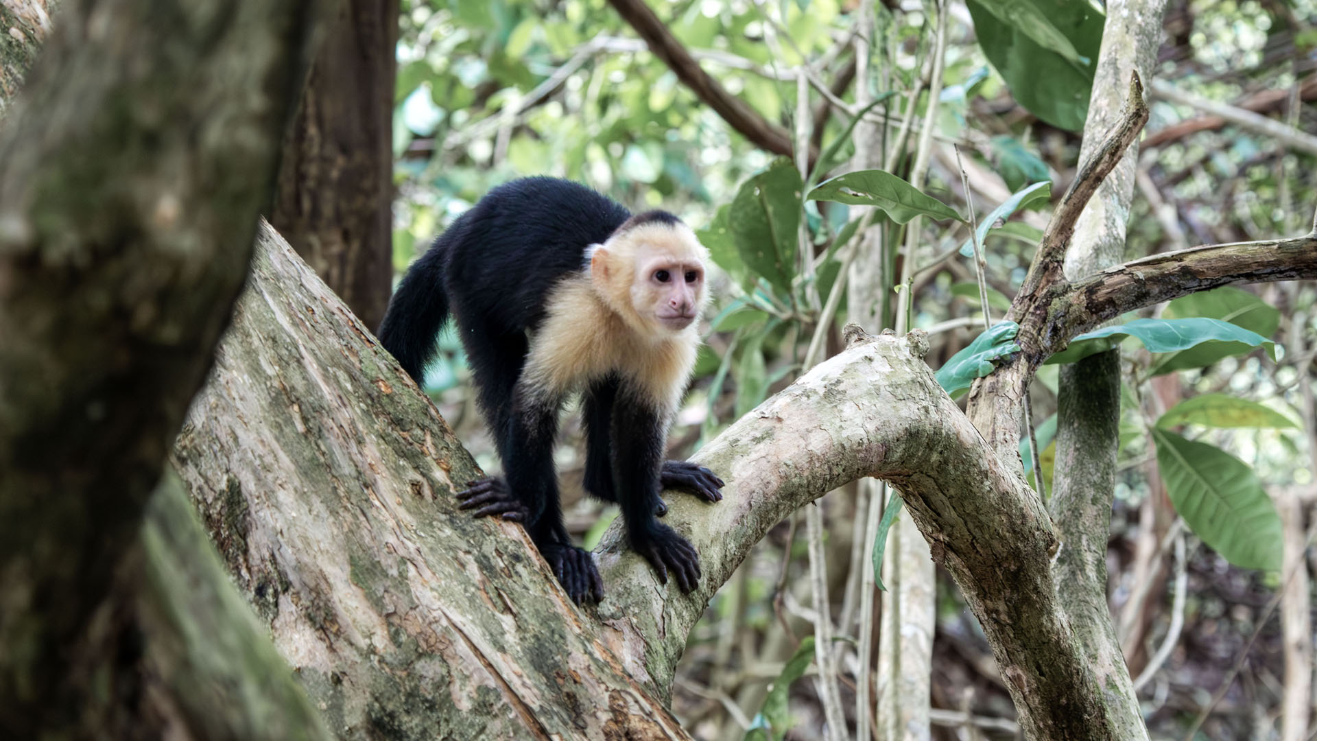 2023-ManuelAntonio020 Monkey at Manuel Antonio National Park
