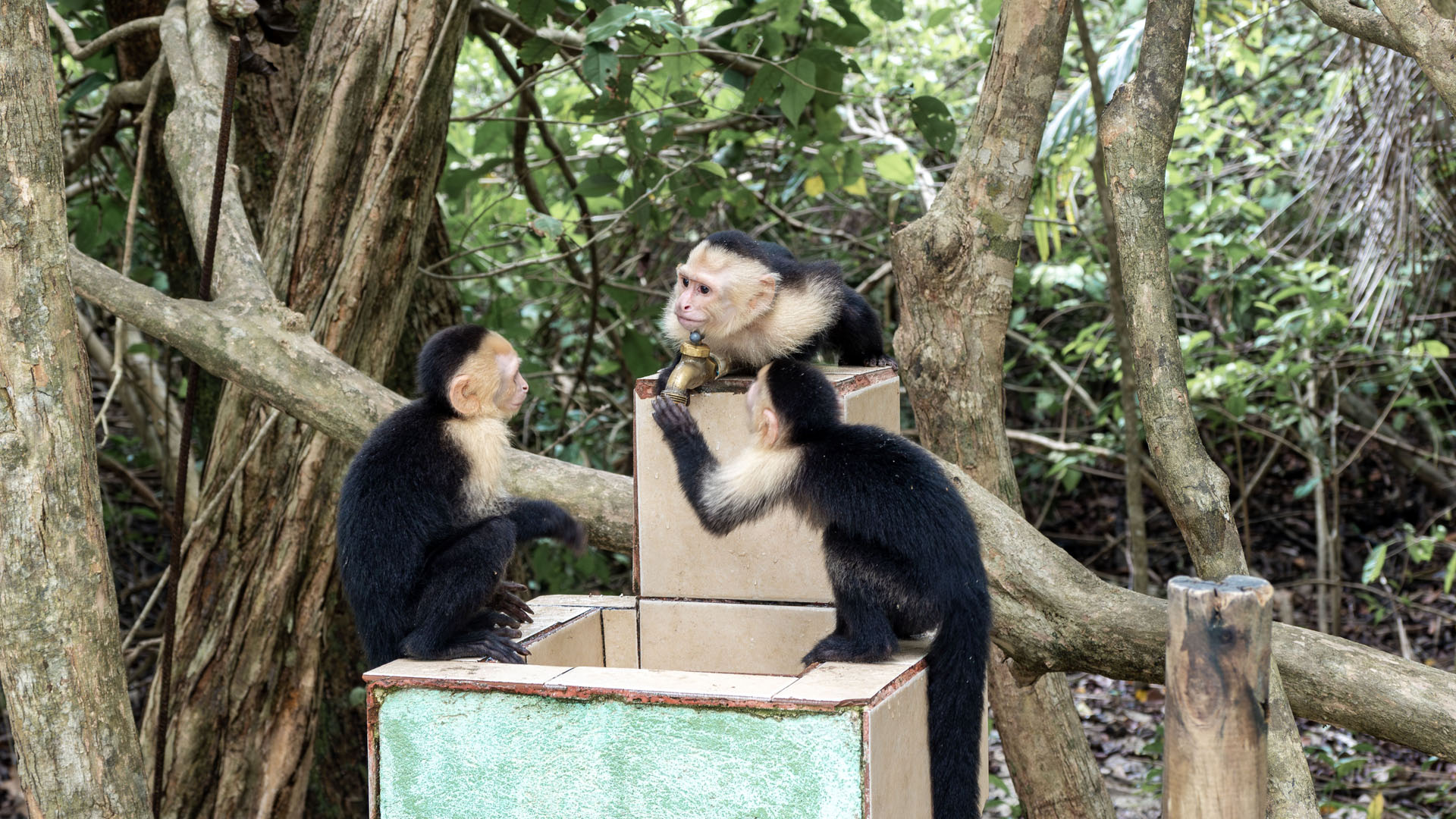 2023-ManuelAntonio021 Capuchin monkeys