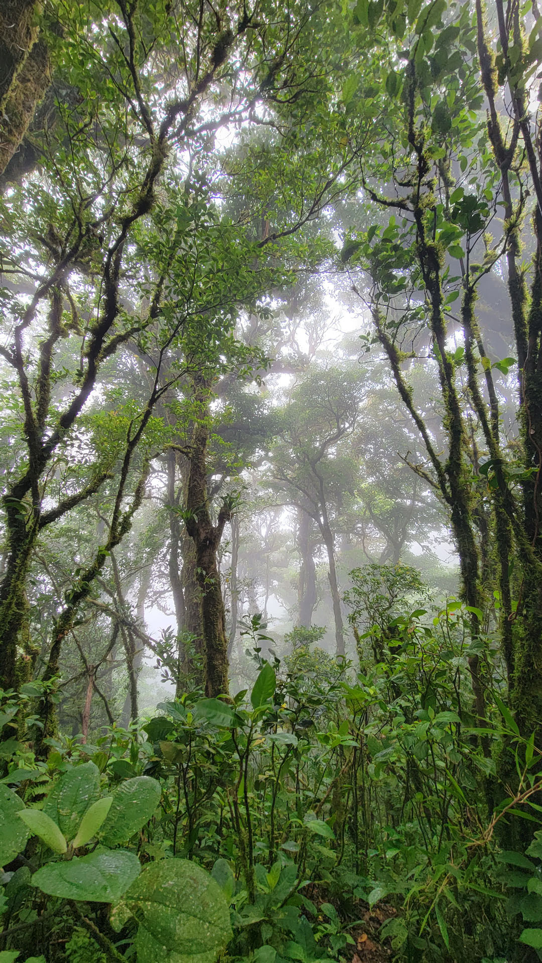 2023-Monteverde062 Hike at Santa Elena Cloud Forest Reserve