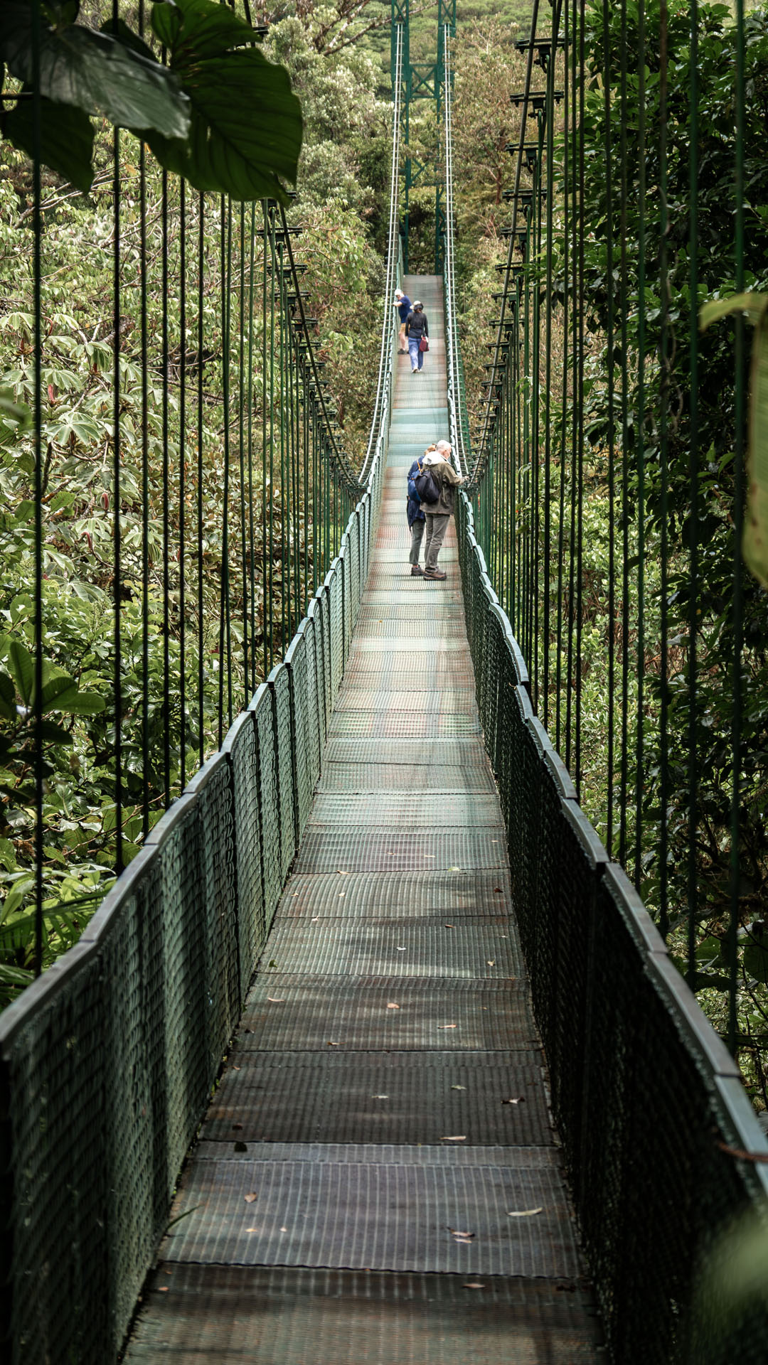 2023-Monteverde083 Walk the Hanging Bridges