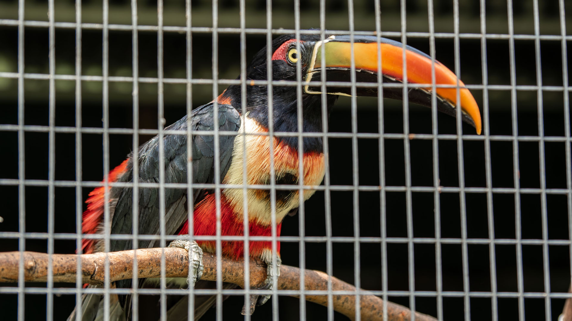 2023-ToucanRescueRanch012 Toucan