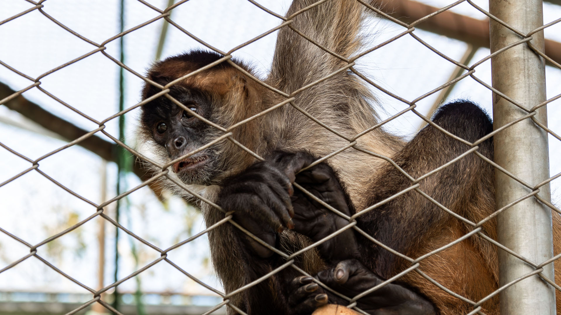 2023-ToucanRescueRanch015 Spider monkey