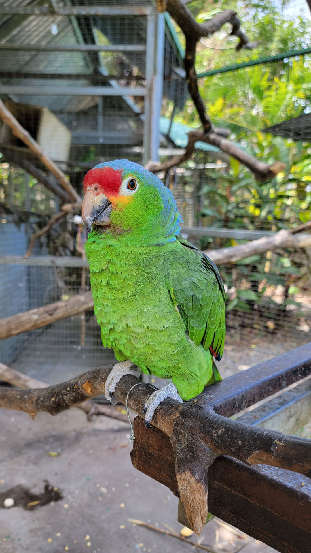 2023-ToucanRescueRanch019 Parrot