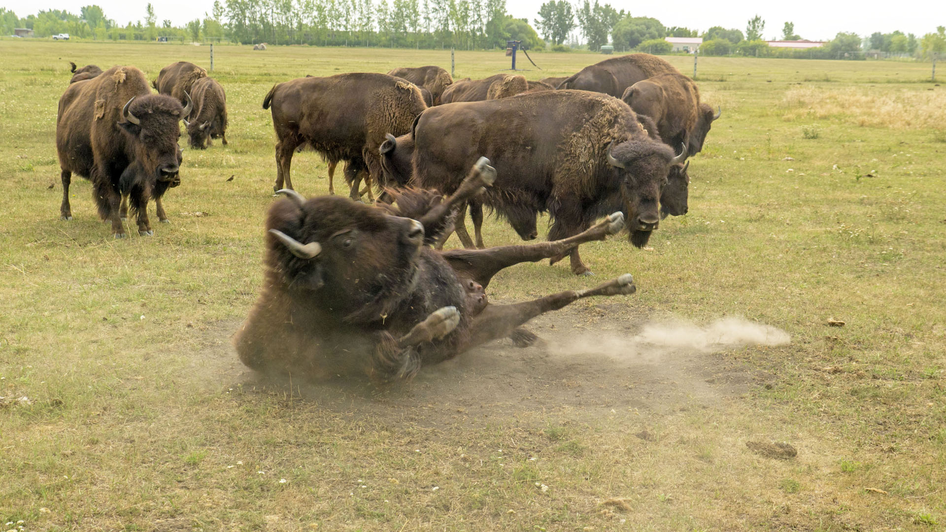 Bison Safari in Winnipeg