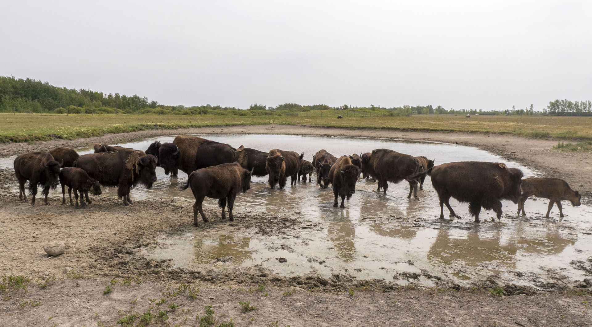 Bison safari at Fortwhyte Alive
