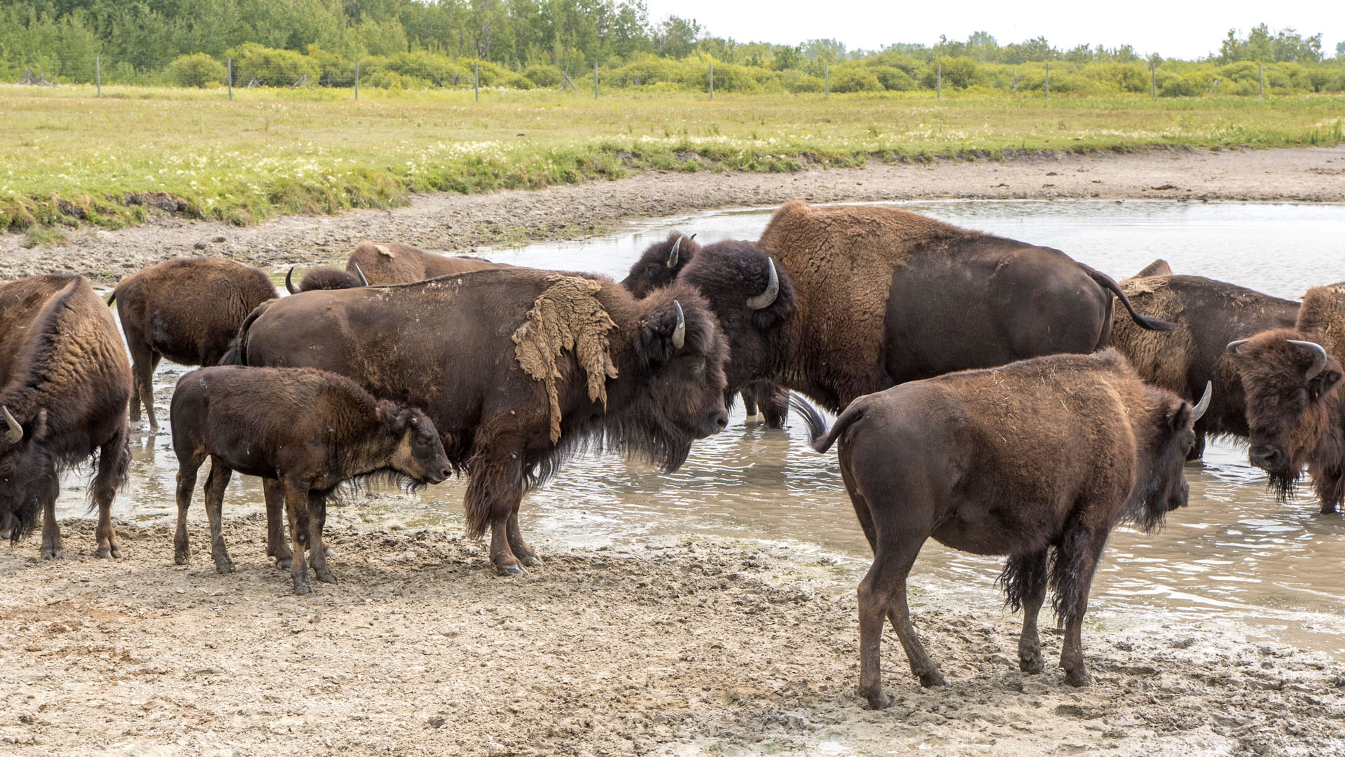 Bison Safari in Winnipeg