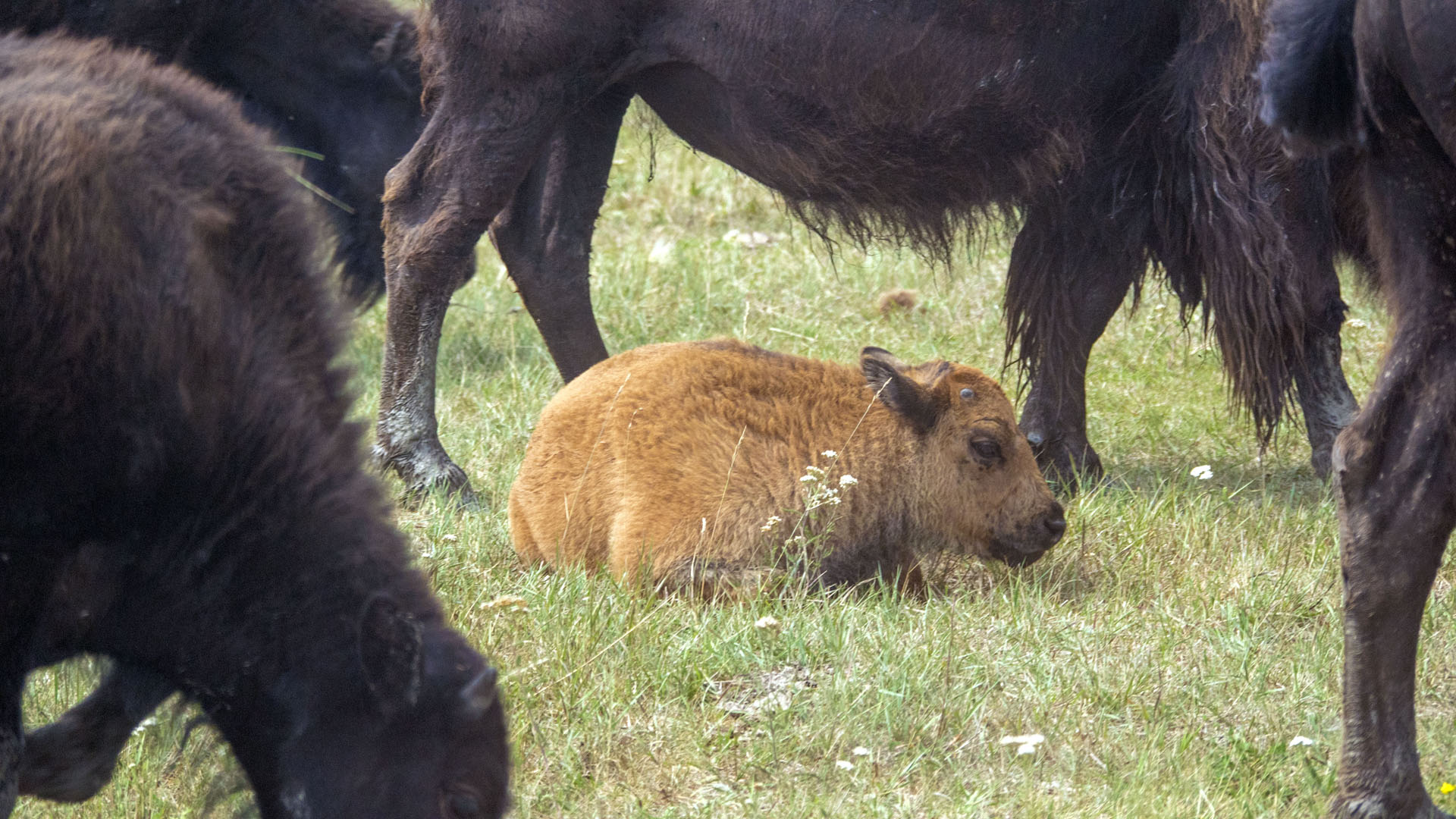 Bison Safari in Winnipeg