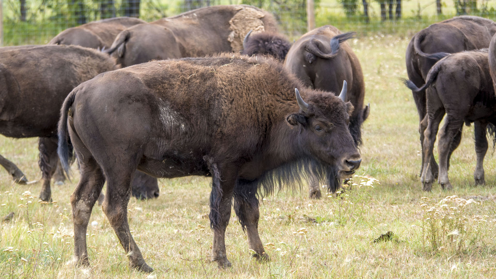 Bison Safari in Winnipeg