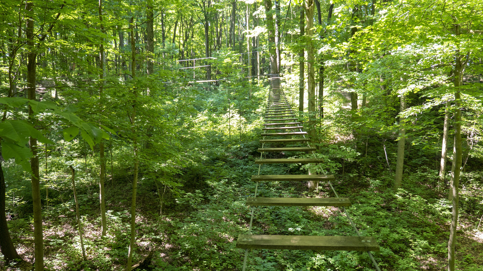 London Treetop Trekking
