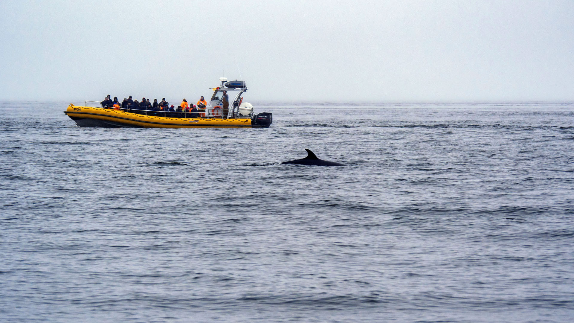 Whale watching in Tadoussac
