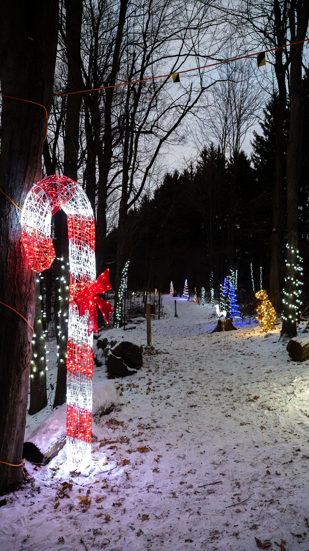 Magical Christmas Forest