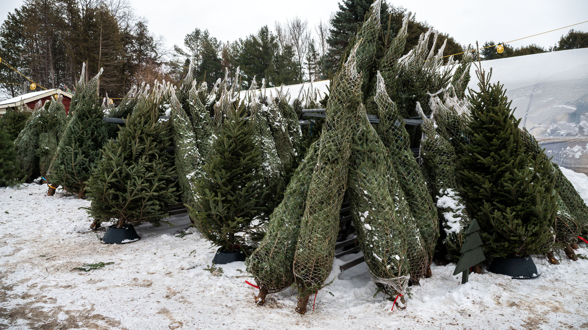 Fresh cut Christmas trees