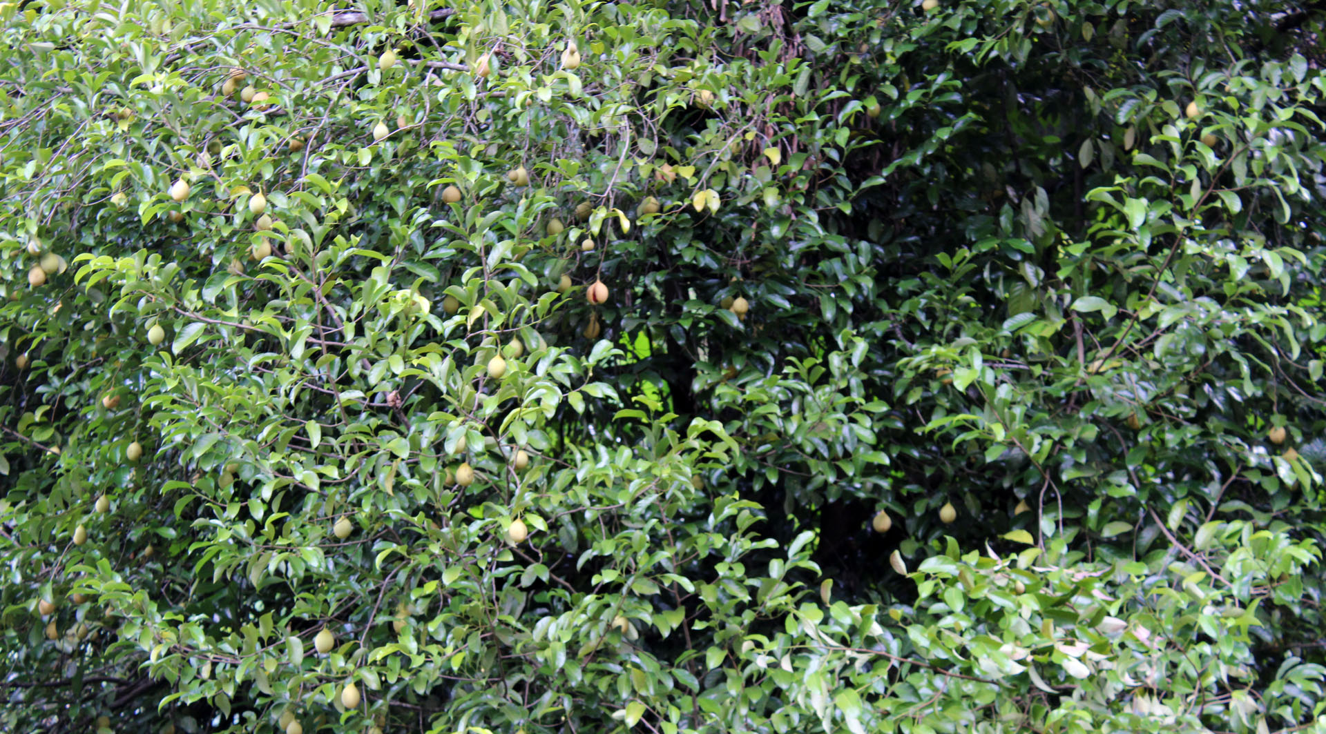 Grenada nature
