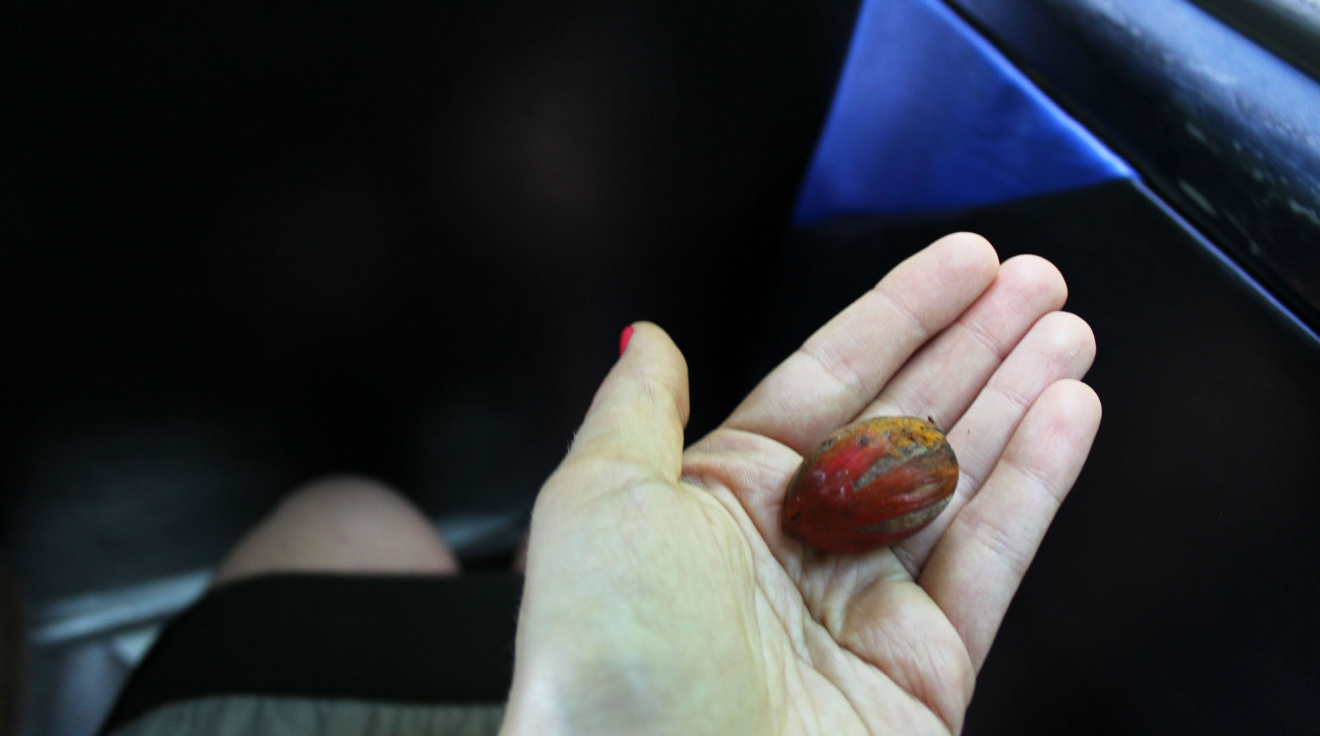 Nutmeg seed