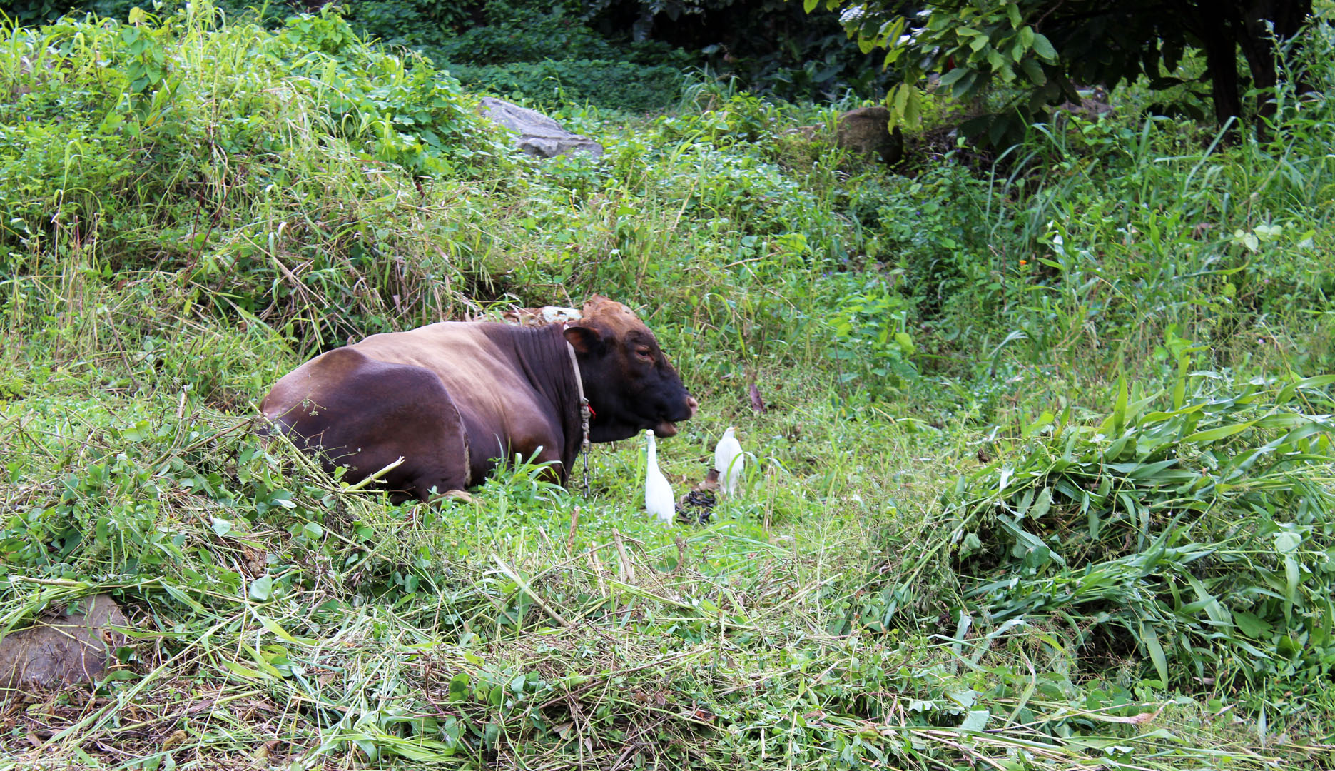Cow in Grenada