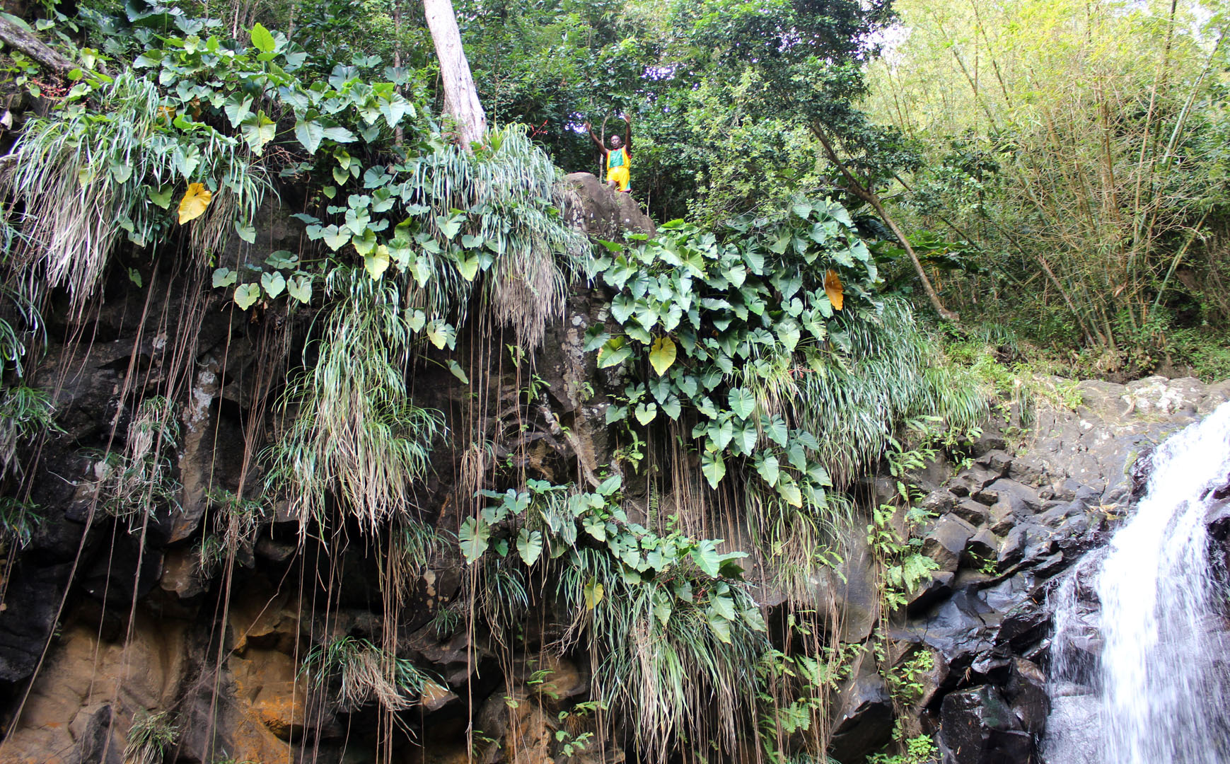 Annandale Falls cliff jumper