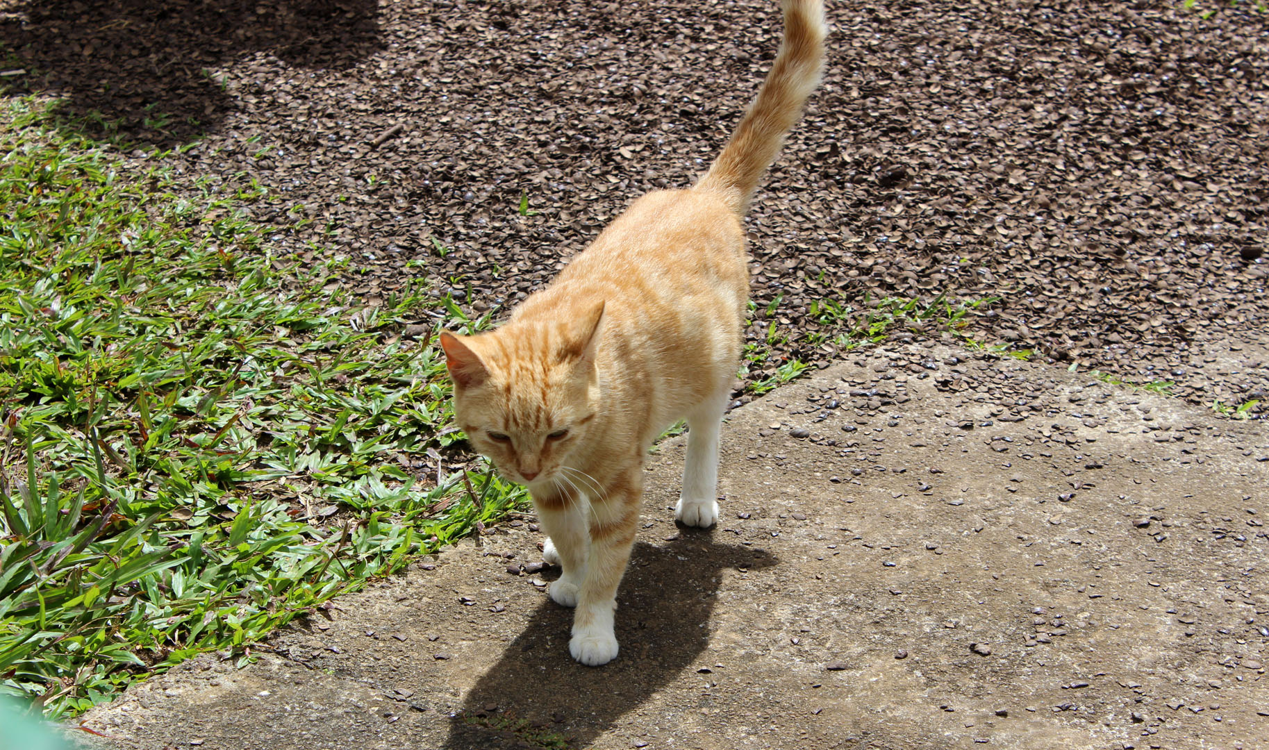 Cat in Grenada
