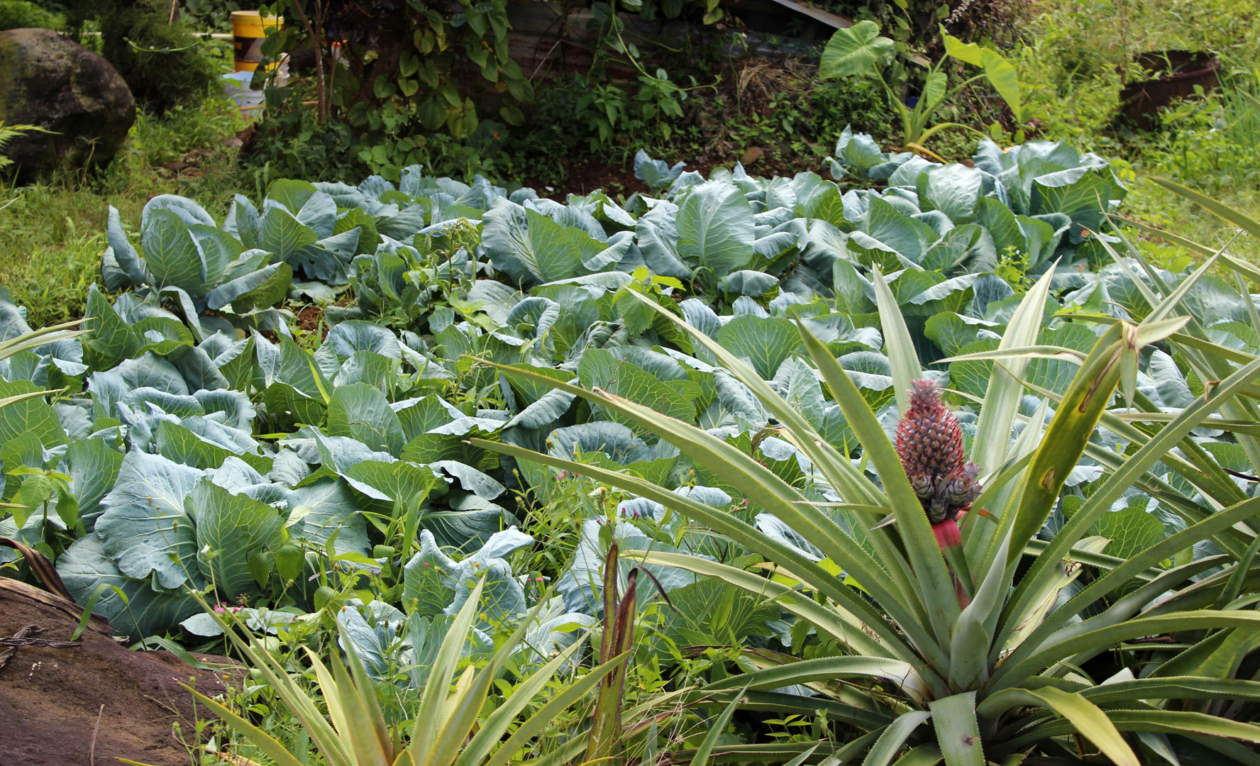 Plants at side of road in Grenada