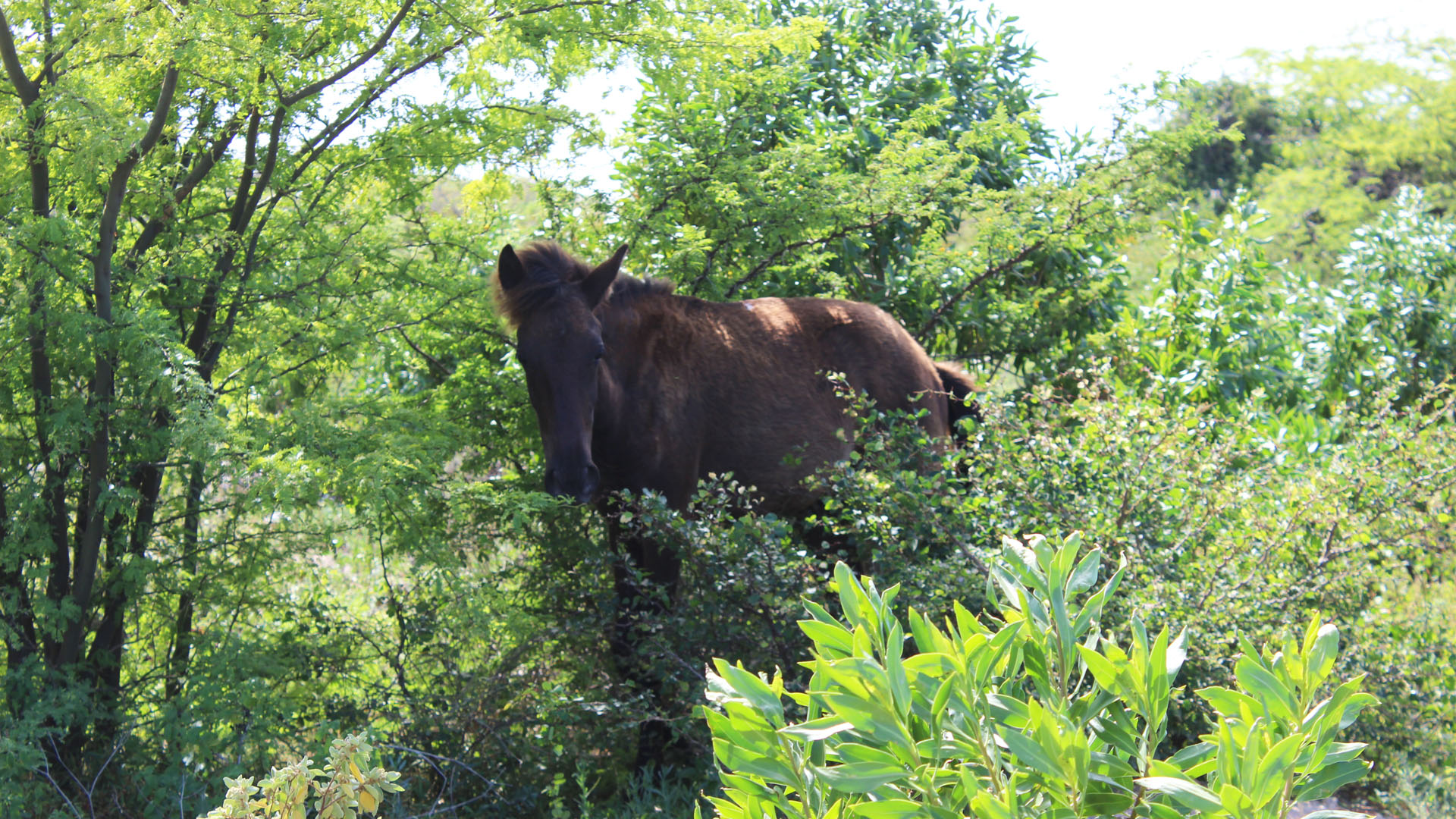 Wild donkeys in Grand Turk
