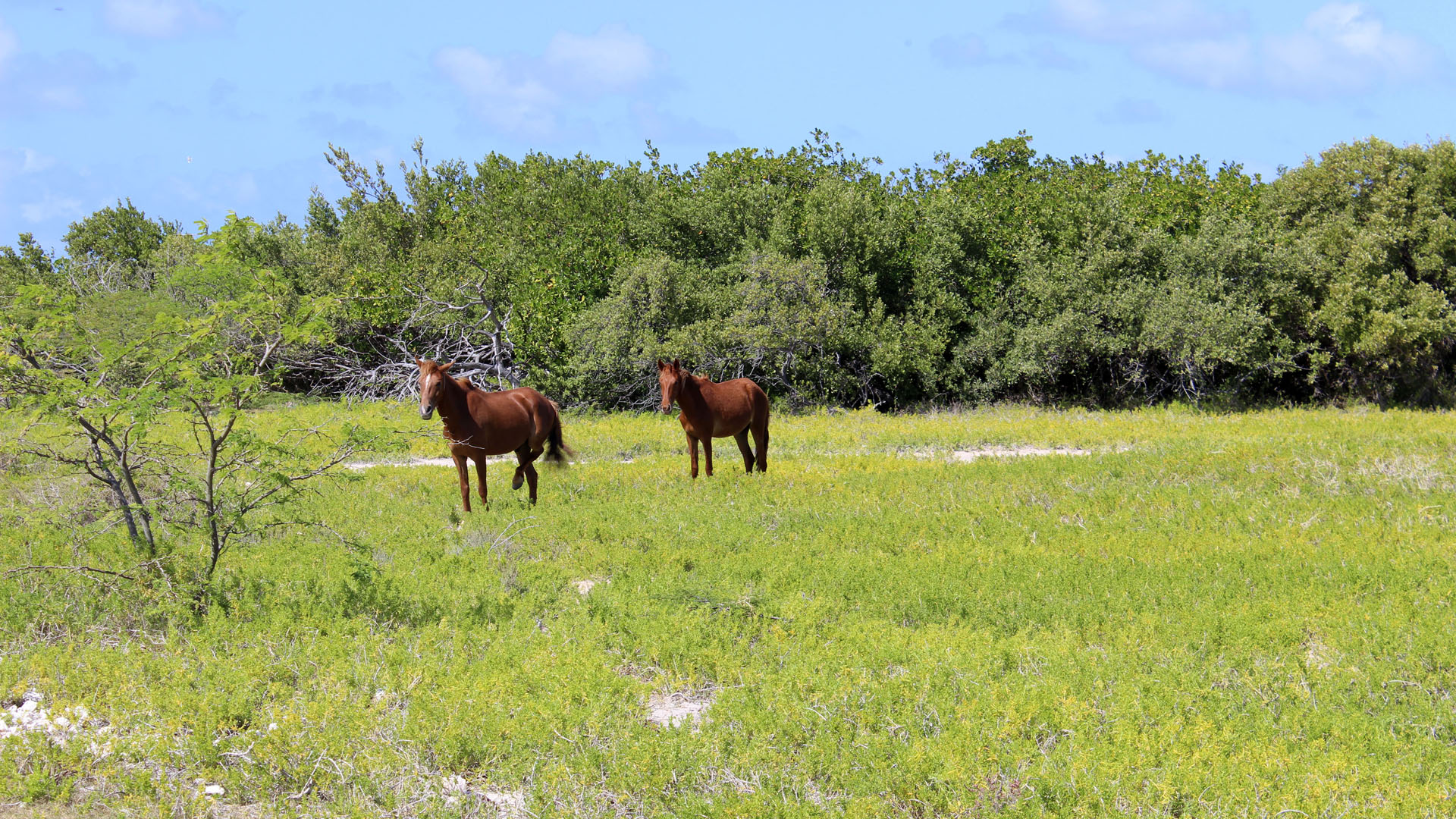 Wild donkeys in Grand Turk