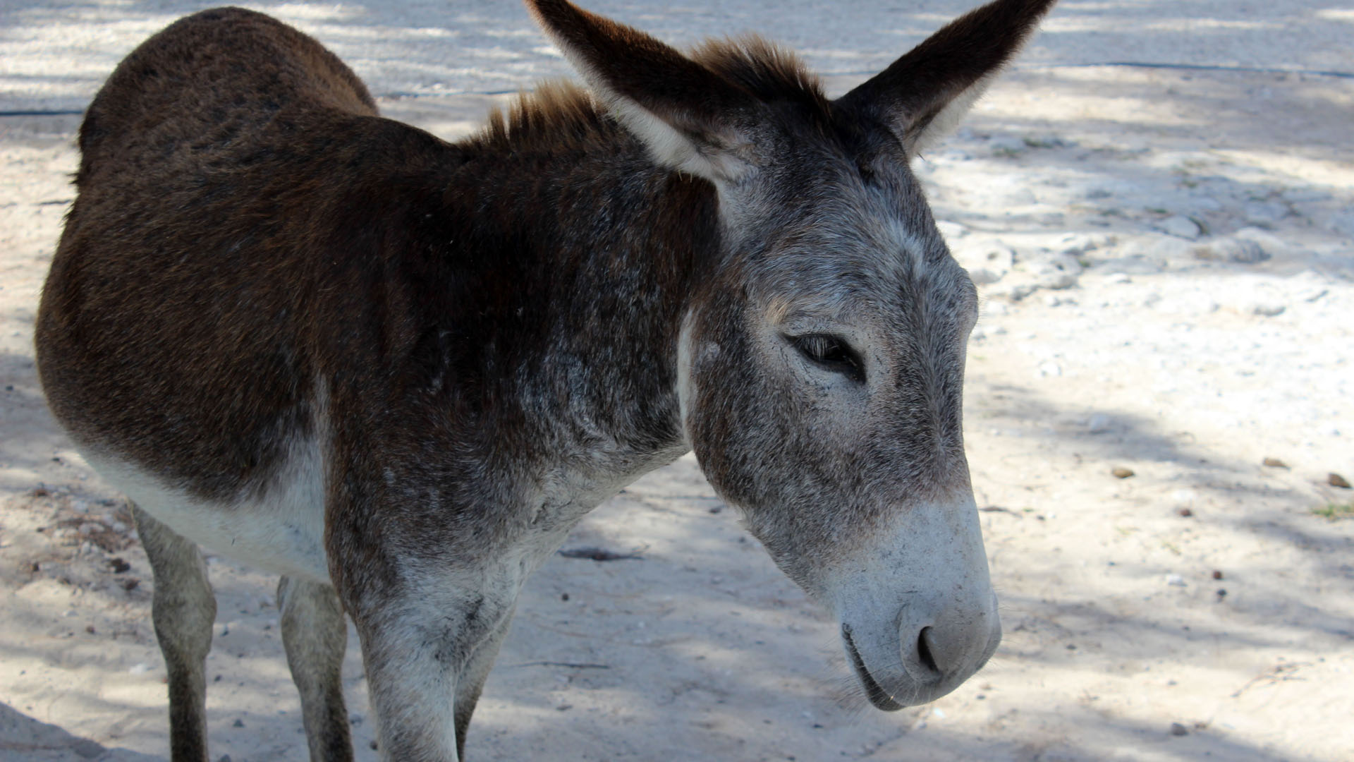Wild donkeys in Grand Turk