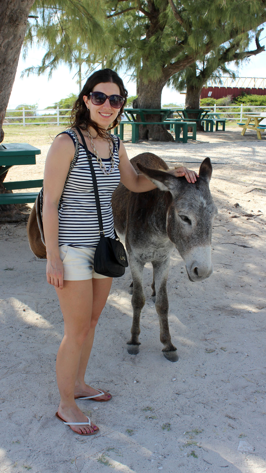 Donkeys at Grand Turk Lighthouse